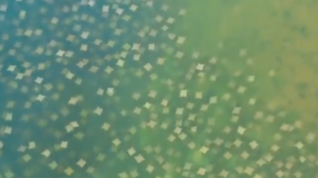 【实拍鳐鱼大迁徙,每一帧都可以做壁纸了】美国男子9月底在佛罗里达州马克岛附近拍下鳐鱼大迁徙