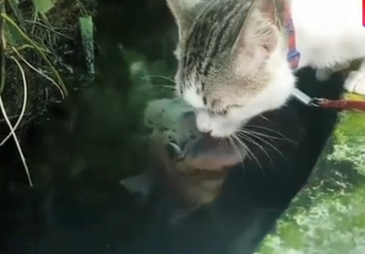 【咦?猫和鱼不是死对头吗?猫咪池塘喝水,竟和小鱼意外接吻!】越南的一只猫咪在池塘喝水时,竟