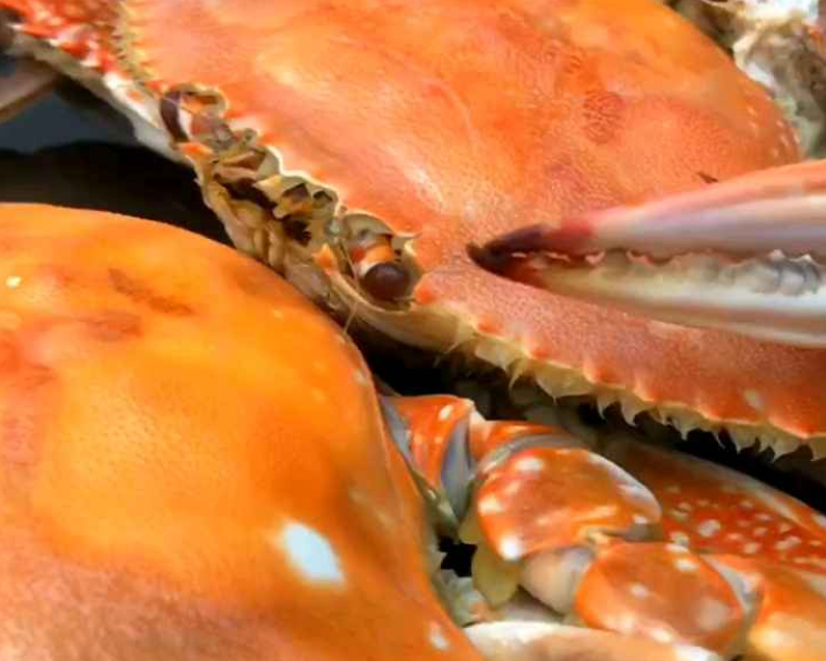 #美食秀场#超好吃的清蒸梭子蟹,手残党也会做!