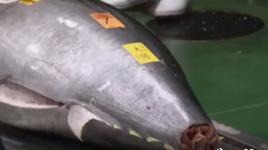 【日本新年拍卖天价金枪鱼:278公斤重,拍出3亿日元,约合2088万元人民币】1月5日,东