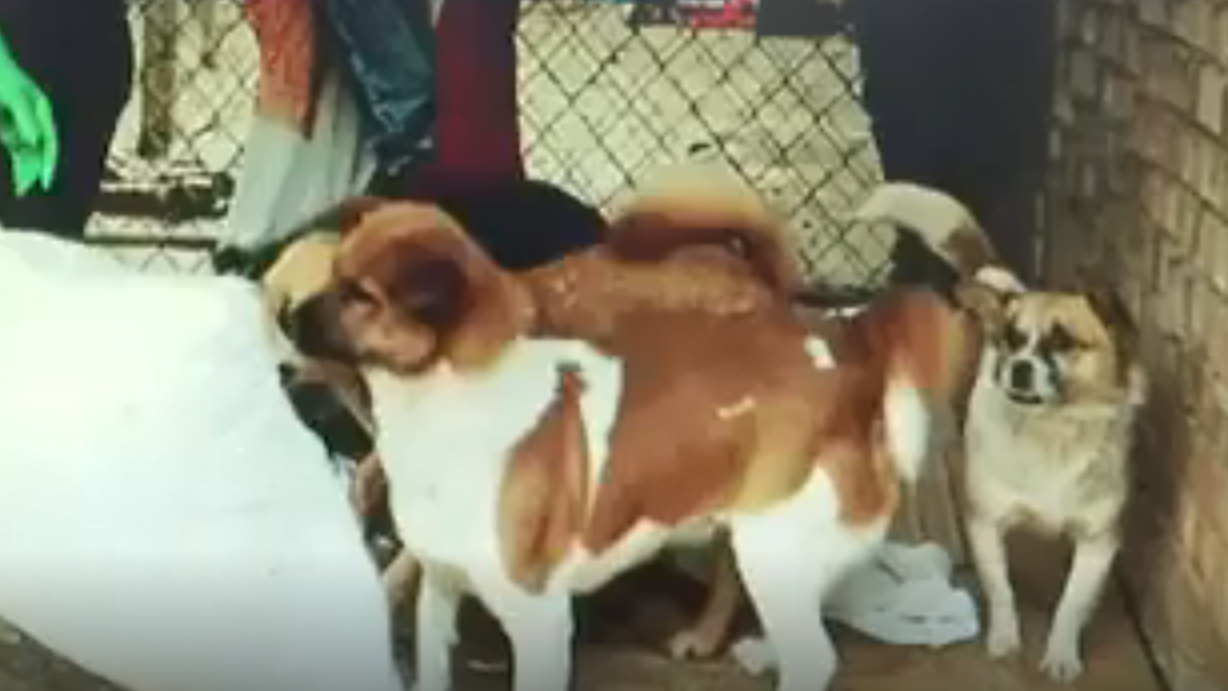 【庆幸!六安爱狗人士出手,九只看家犬被解救!】近日,有网友反映,位于三十铺镇菜市场內一家腊