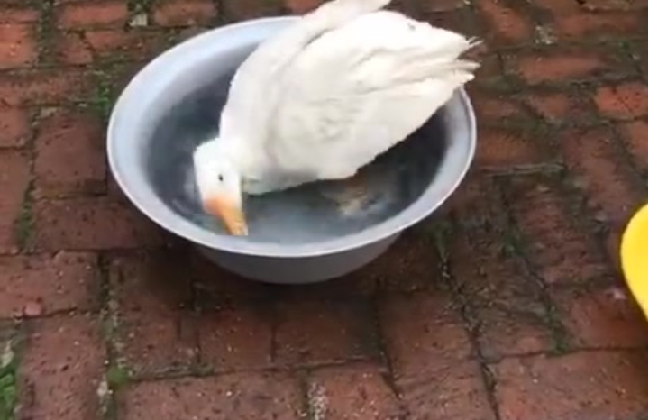 鹅:我是游泳高手!今天是个意外!