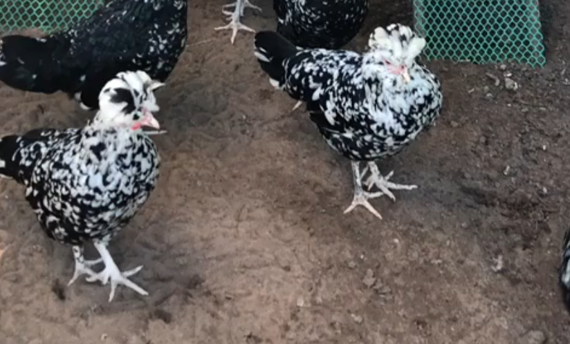 【贵妃鸡】跋山涉水的我来海南陵水看鸡来了。这是贵妃鸡,颜值很高,住的屋子里配有健身设施。一