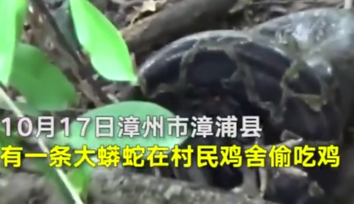【村民的鸡被偷 抓住“凶手”吓了一跳】福建漳州村民王先生发现近期鸡舍陆陆续续少了十几只鸡。