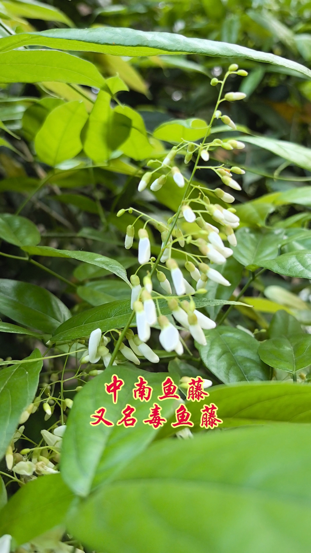 听名字就有毒，但可入药。#花卉#植物#科普