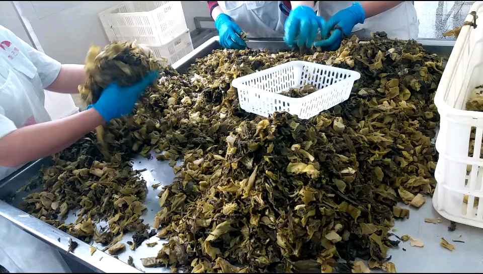 【鱼你在一起:精选地道好食材????】 战略联盟李记集团 精选四川眉山无公害芥菜基地原料, 坚持
