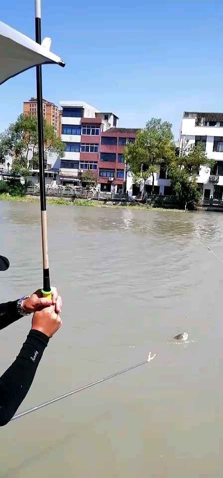 野钓,鲫鱼, 鲤鱼,草鱼,我是认真的,为什么偏偏他在我旁边 一直上包头鱼,花鲢鱼,搞不懂。