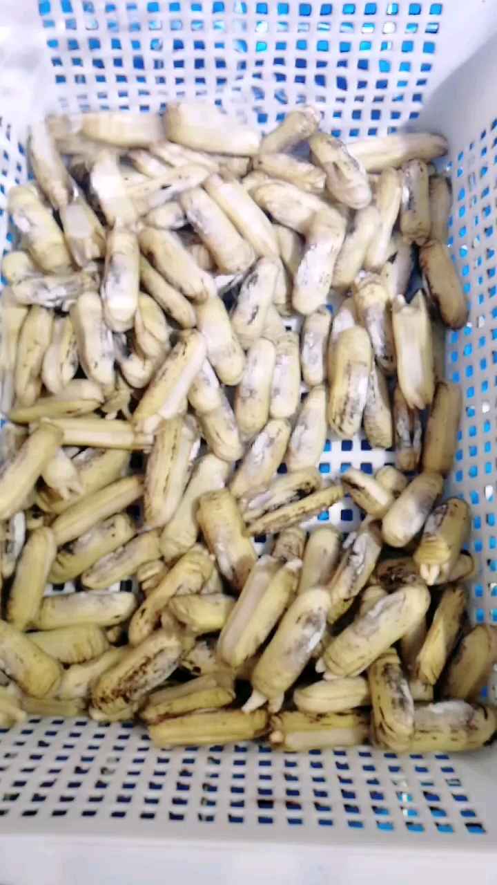 【海鲜类】海虹,花蚬子,海螺,海丁,多宝鱼,白钉螺,天鹅蛋,七彩贝等。#美食秀场#
