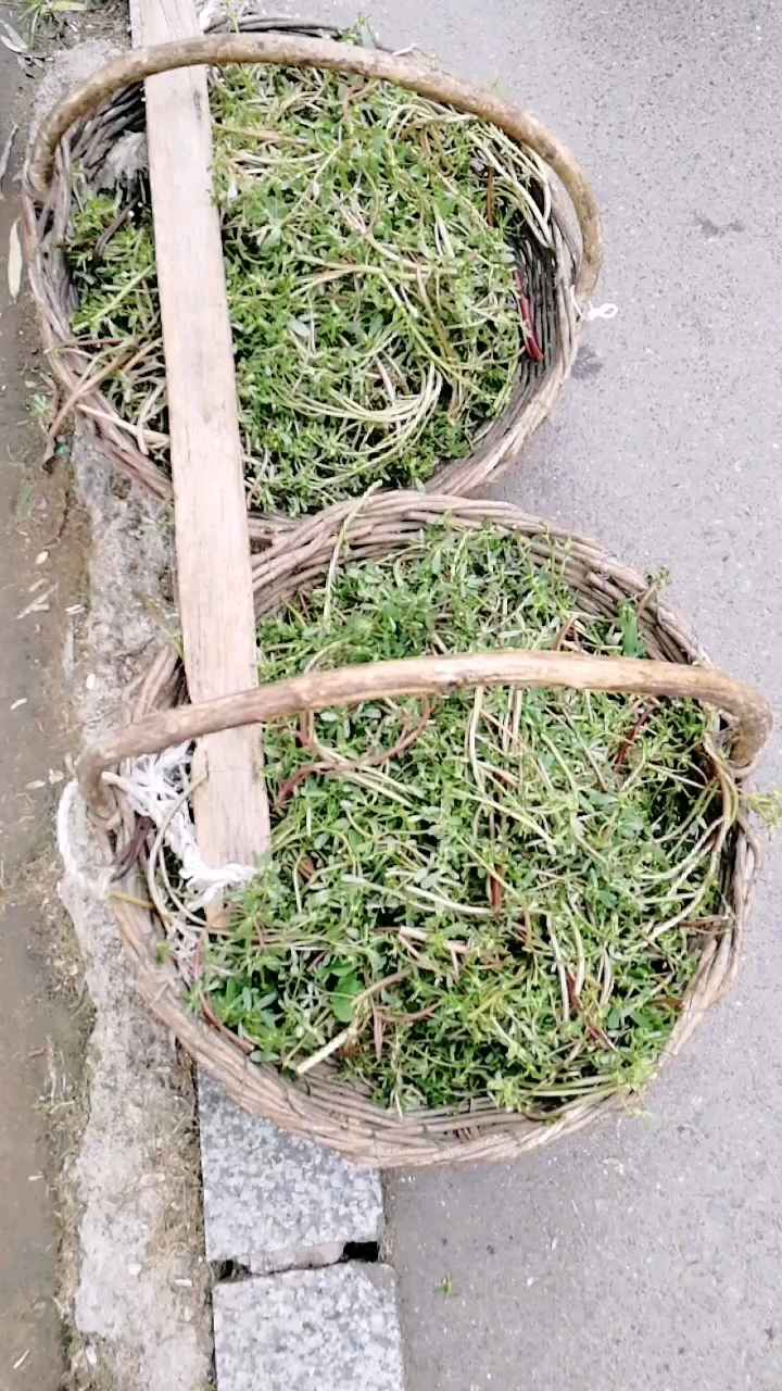 【马齿苋】又叫马苋菜,是一年生肉质草本植物。叶肥厚多汁,无毛,茎常带紫色,叶对生,倒卵状楔