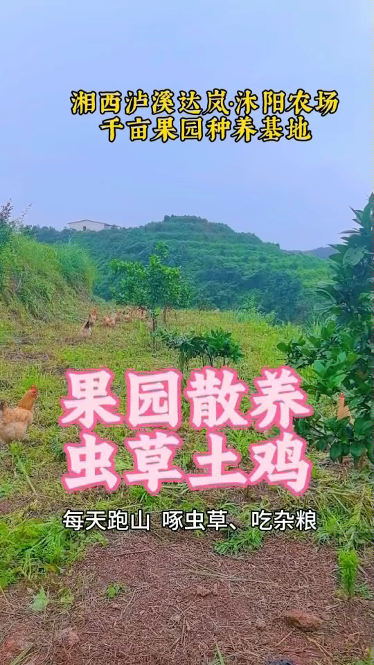千亩果园散养土鸡#田园生活感#辰溪同城#返乡创业##泸溪同城