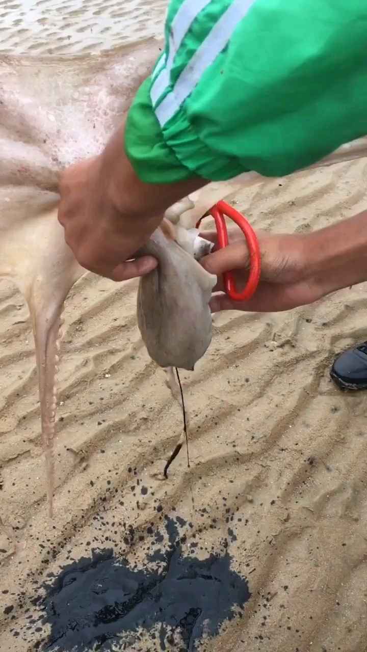 章鱼头,里边到底是什么