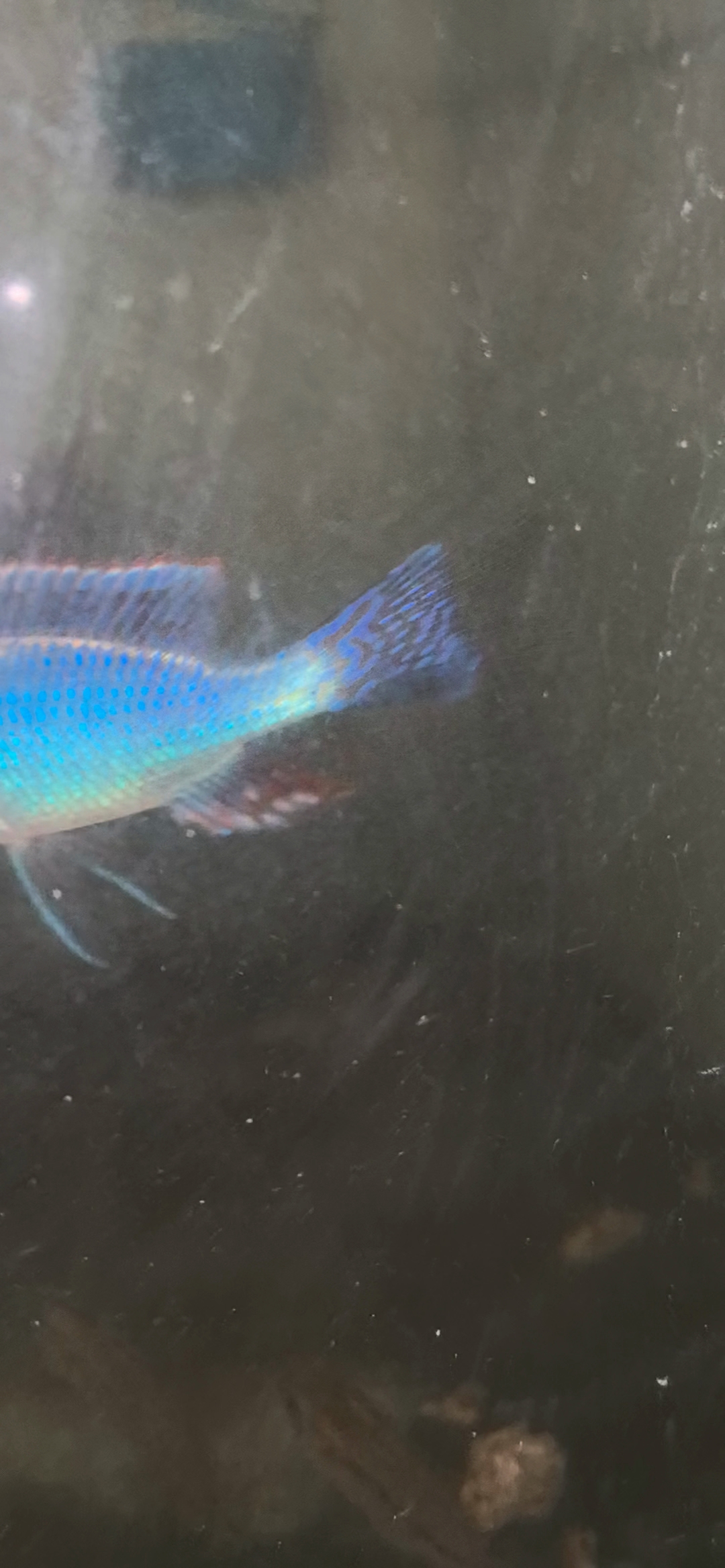 #观赏鱼#红翅绿珍珠三湖慈鲷，天空水族店！