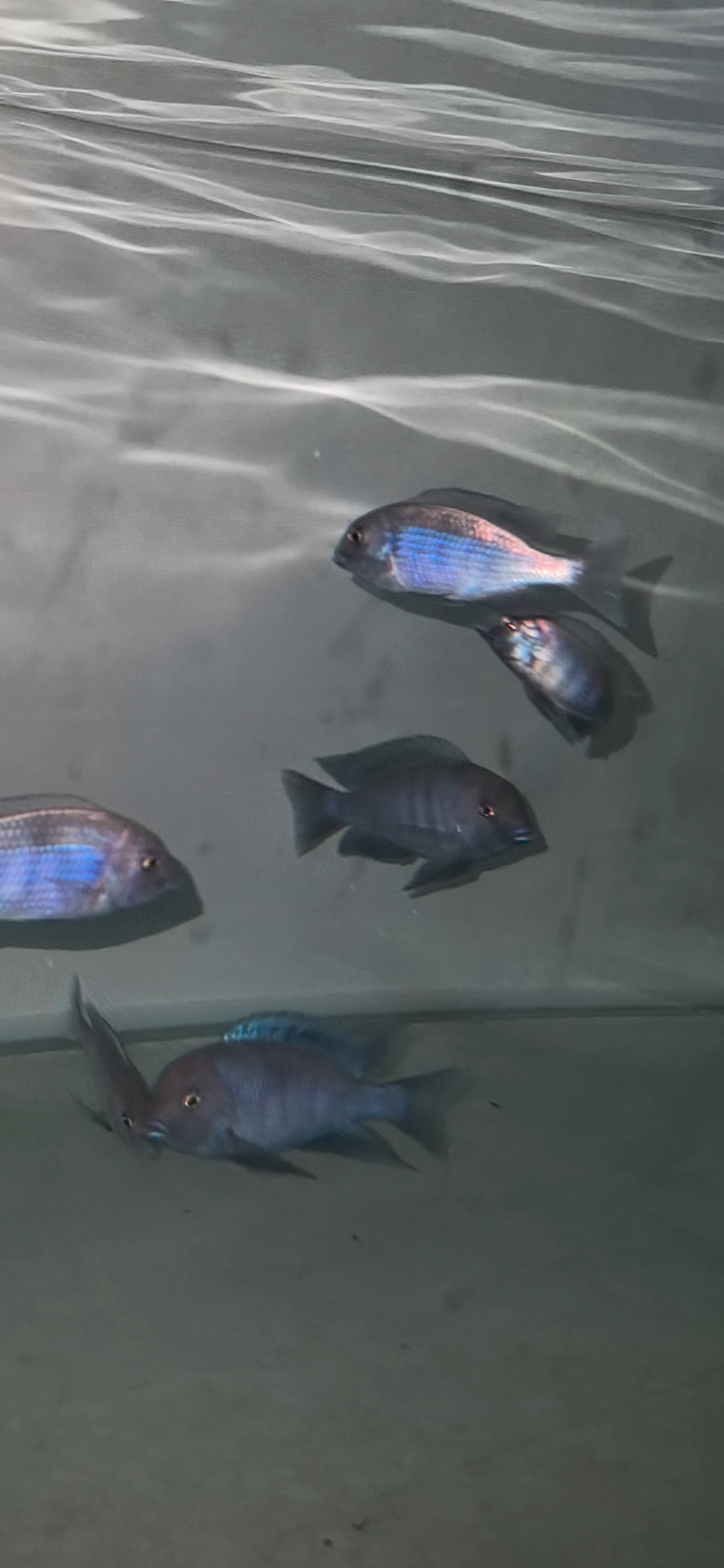 #鱼缸里的小精灵#蓝茉莉三湖慈鲷中的小海豚！天空水族店！