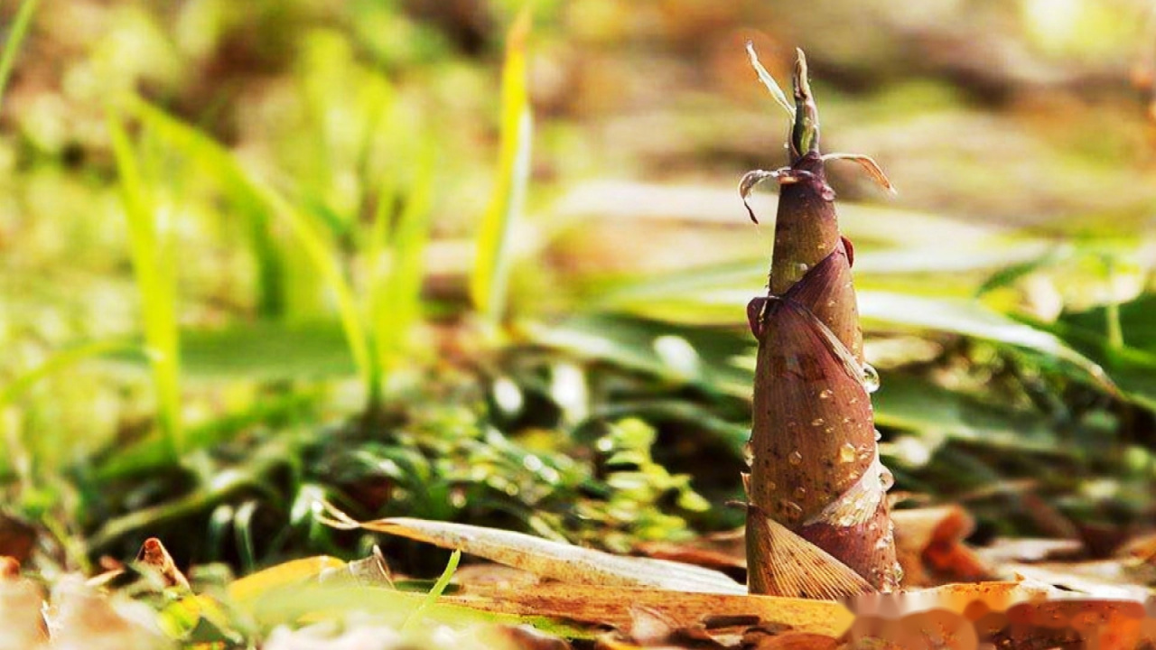 春笋烧小排——食材:春笋,排骨.