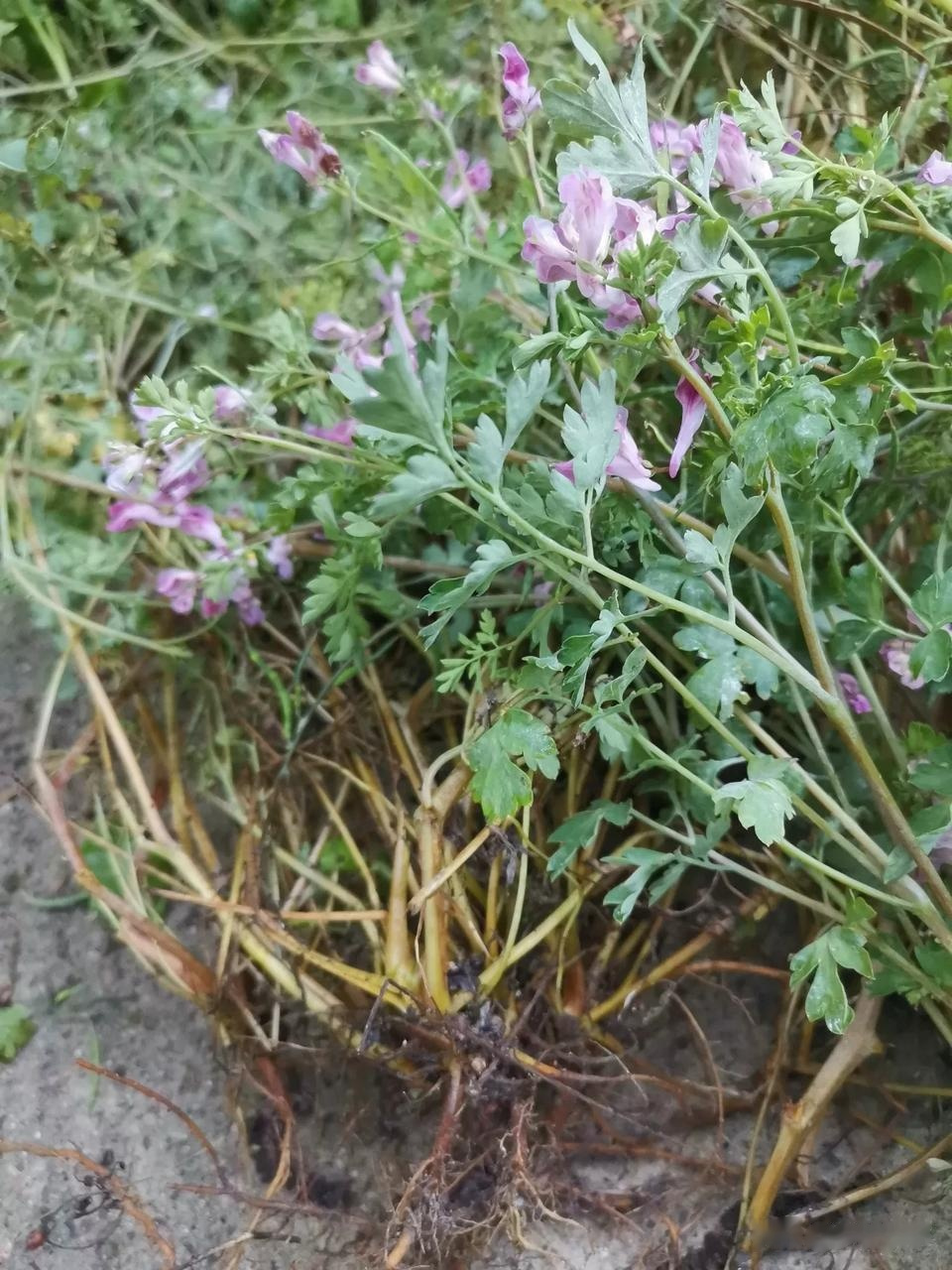 紫堇又名叫苔菜,性凉,味苦涩,中药黄花紫堇的功效与作用非常大,我们