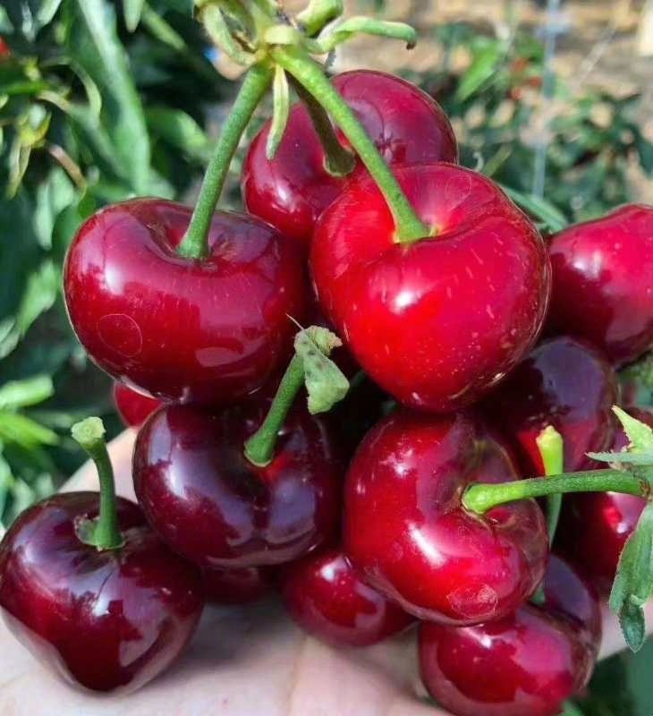 水果最治愈人心. 店里美早大樱桃正在热卖.