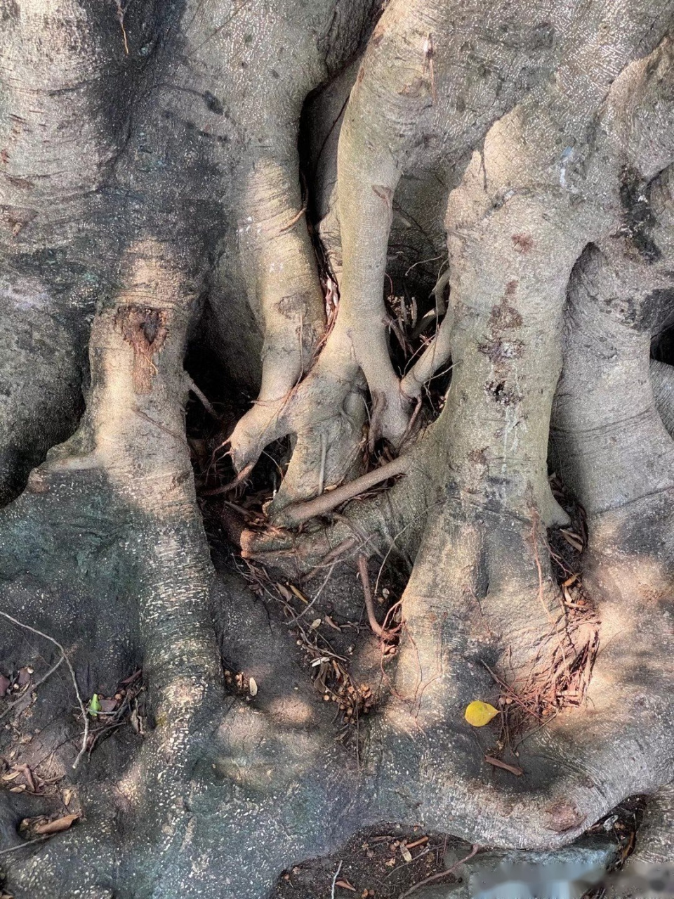 分享anthony lazaro的单曲《life could be so simple》   女凯龙的