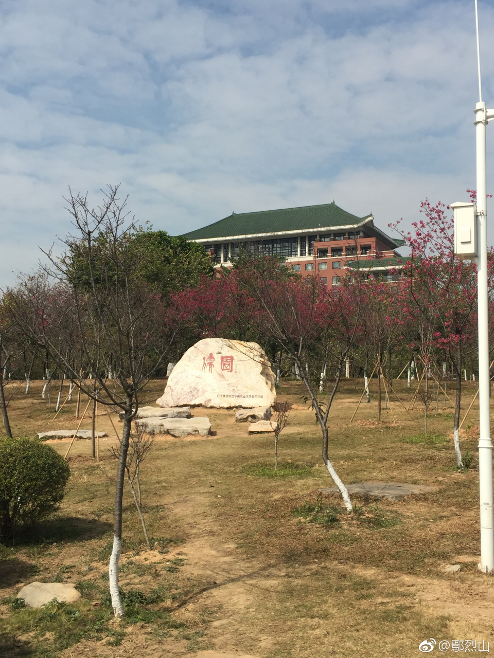 华南农大儒园盛开的红樱,树木园高大的澳大利亚相思树.