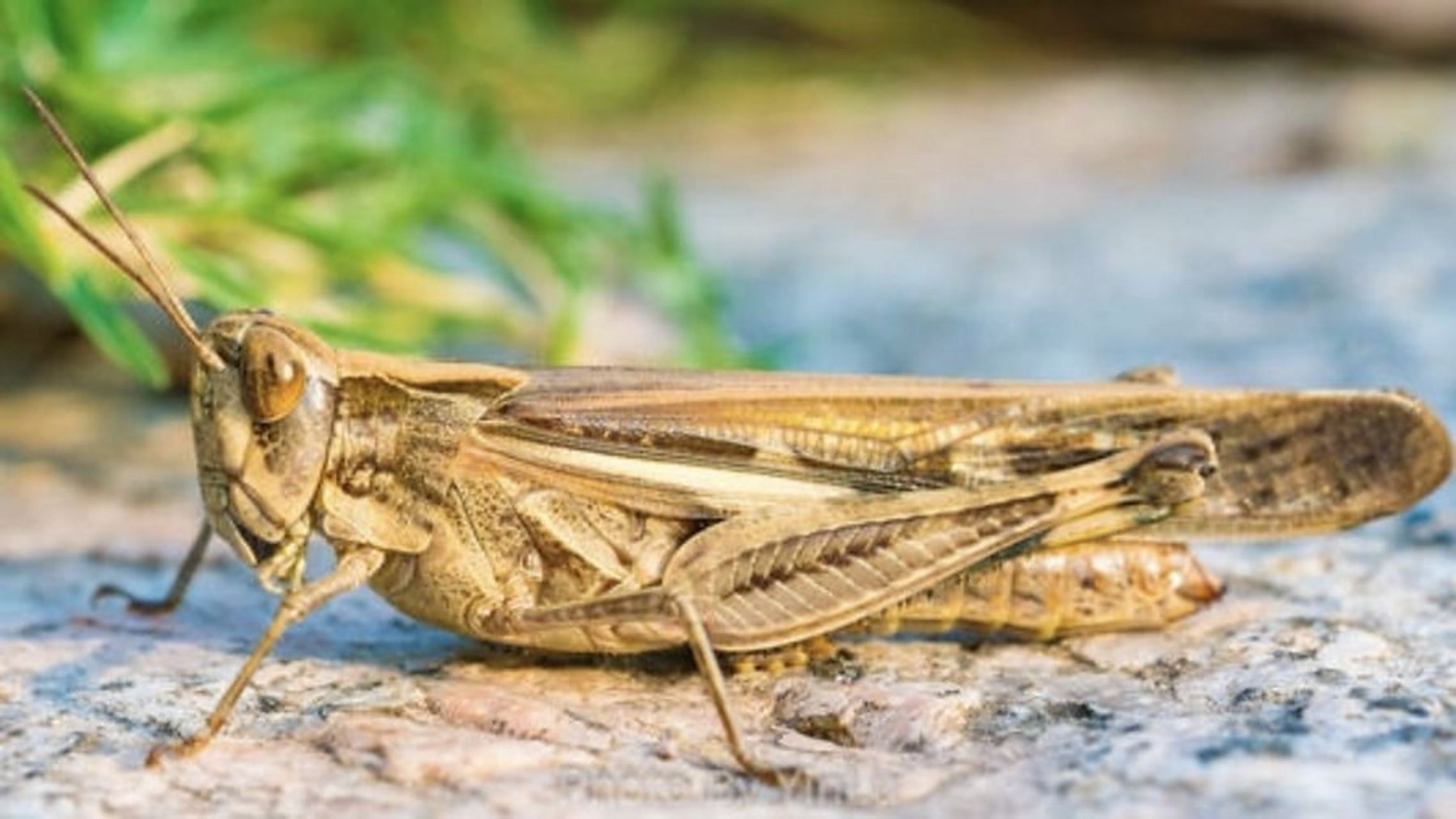 蝗虫,蚂蚱是一种直翅目蝗科动物,学名叫"蝗虫",成虫存活期约90天,产卵