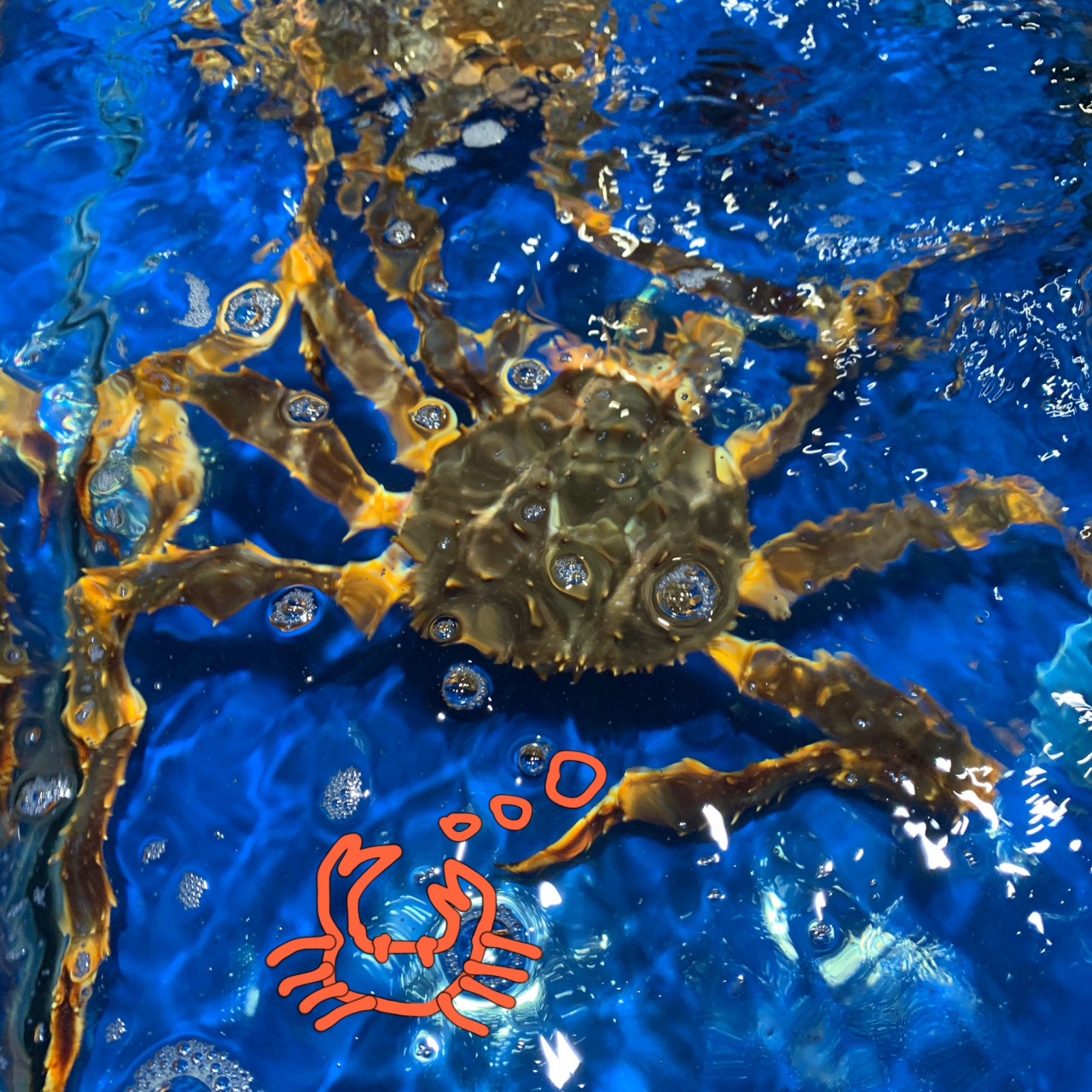 发现一只长腿的蟹蟹