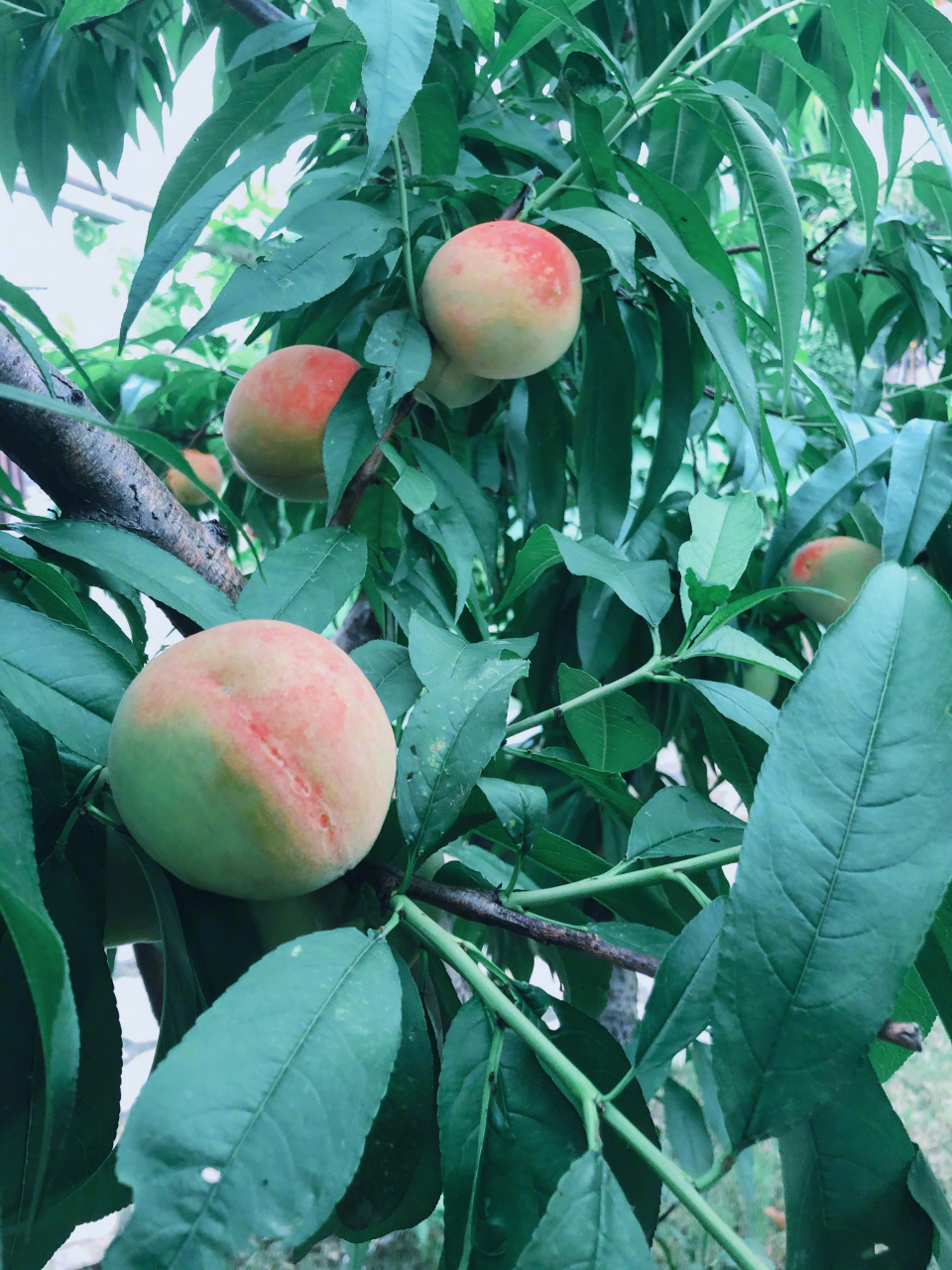 记录下了桃子的生长过程,图一是四月份,桃花败了从花心开始结果,然后