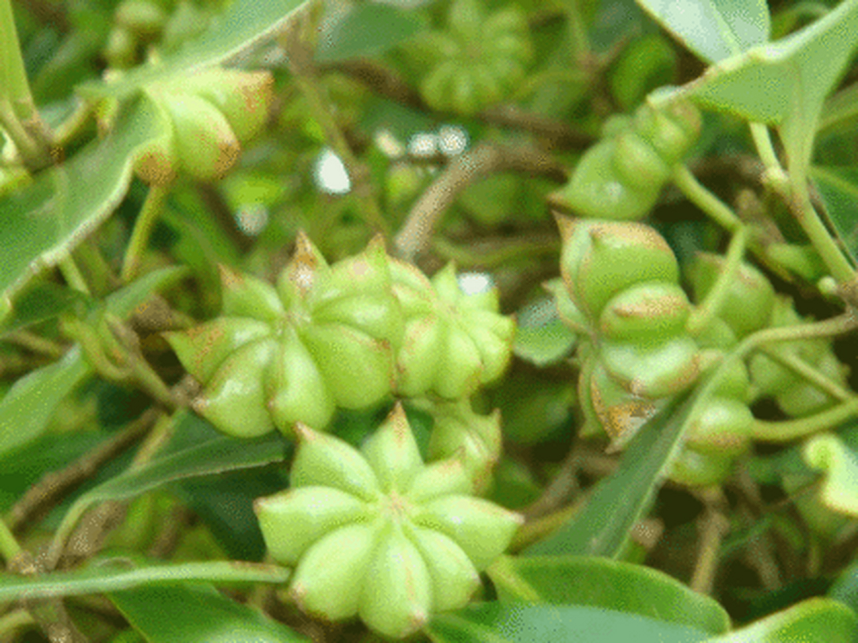 八角(学名:illicium verum,又称茴香,八角茴香,大料和大茴香.