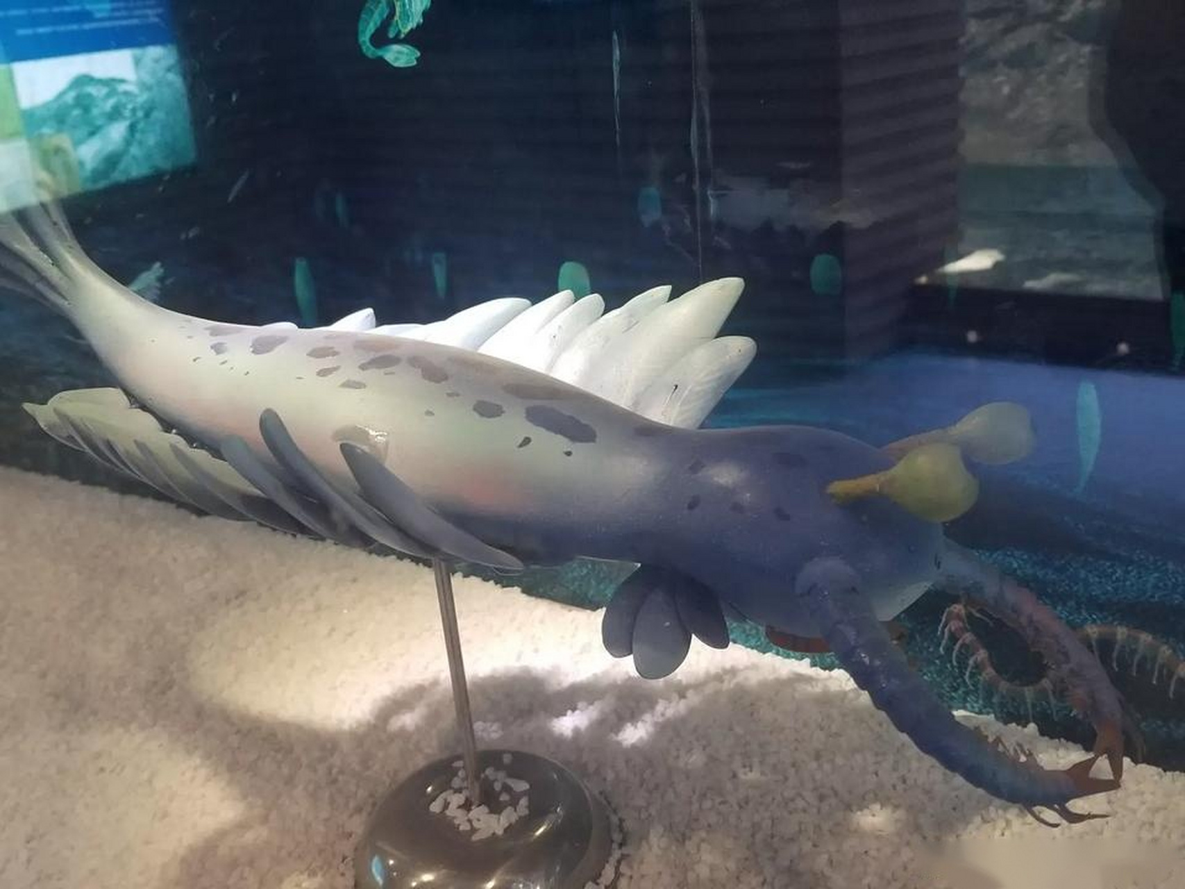 世界遗产在身边 30多年前,侯先光教授在云南澄江帽天山发现了5