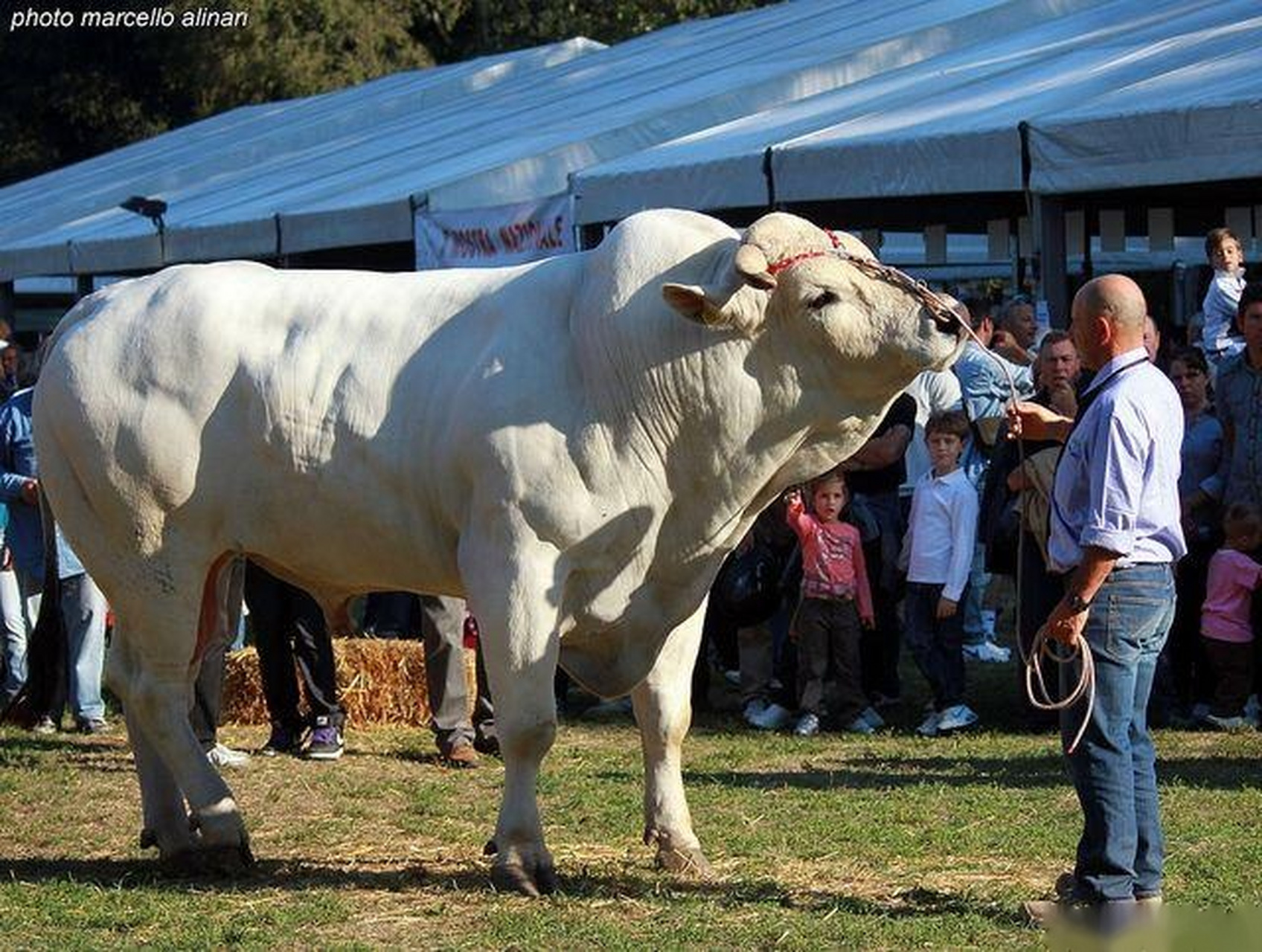 世界上体型最大的牛:意大利契安尼那牛 契安尼那牛(chianina beef)是