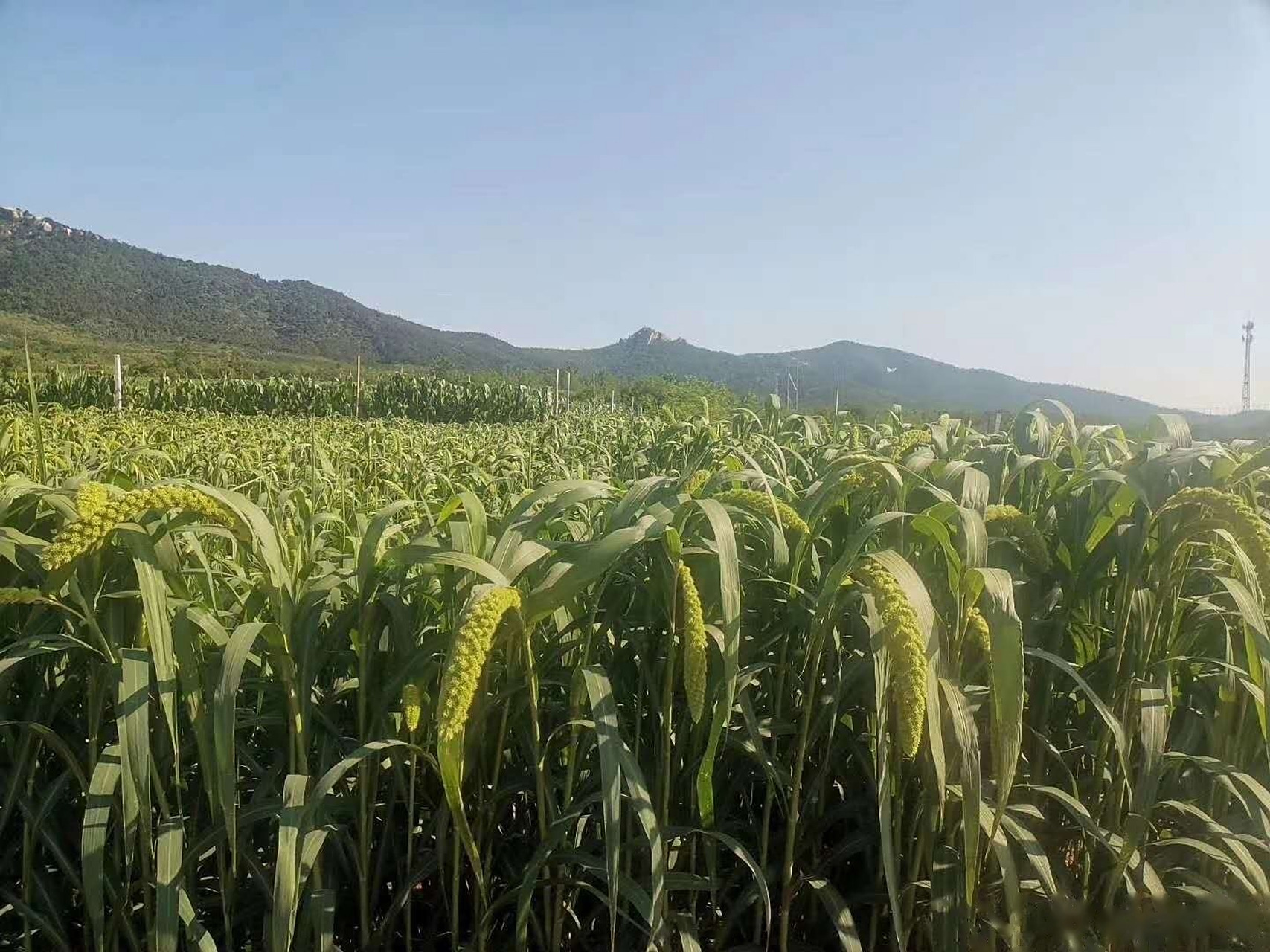 六月六雲峰山下看谷秀!