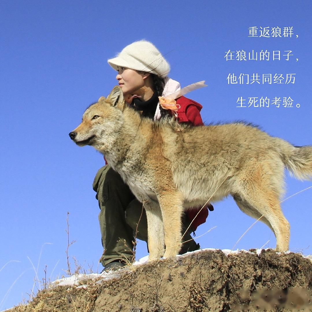 今天送出的,是野生动物画家李微漪所著的长篇纪实文学《重返狼群》