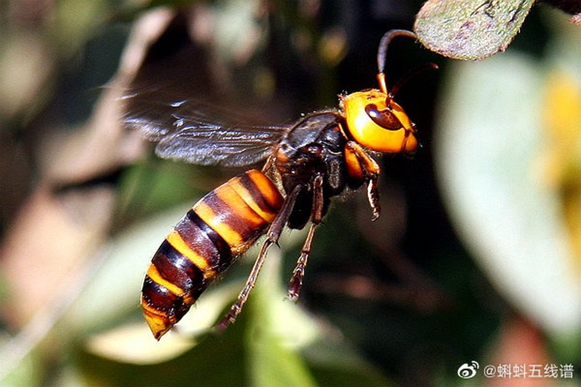 【群飞死神:大虎头蜂】又名金环胡蜂的大虎头蜂(vespa mandarinia,身