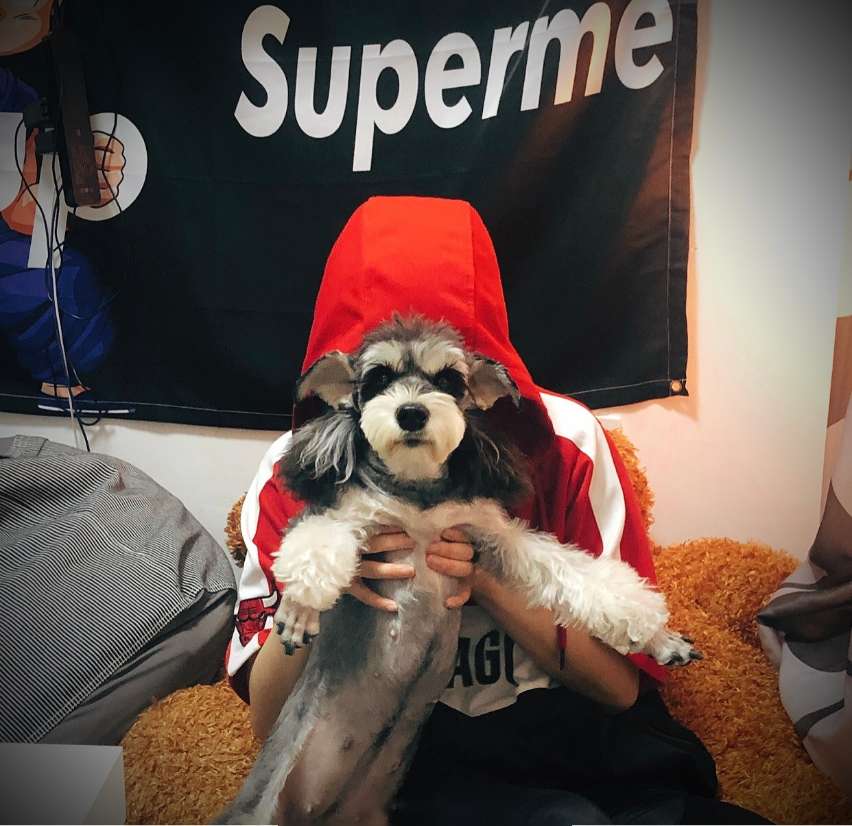 awsl 蒙头的原因是被它颜值打败了