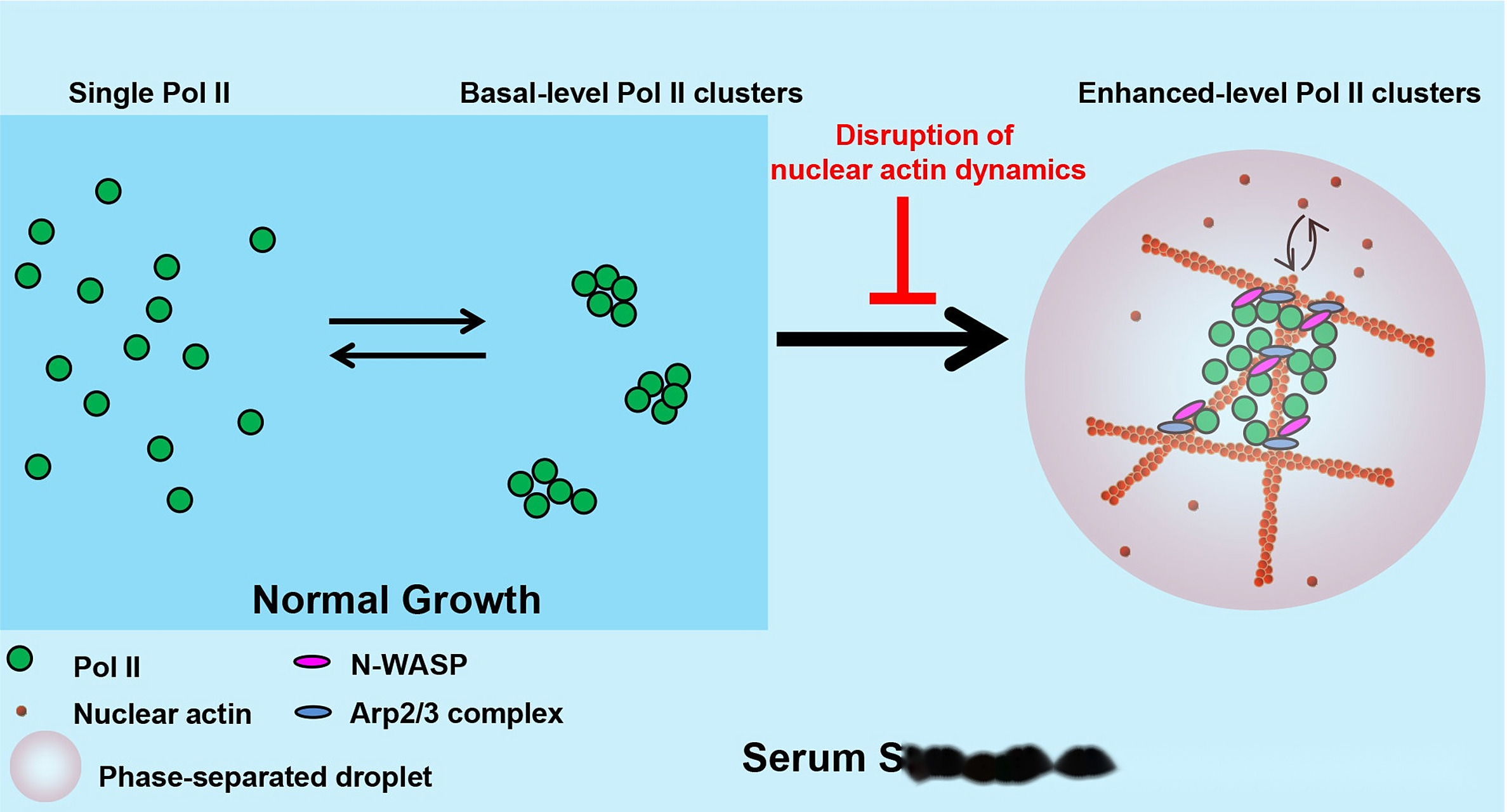 【揭示核内肌动蛋白调控转录机制!