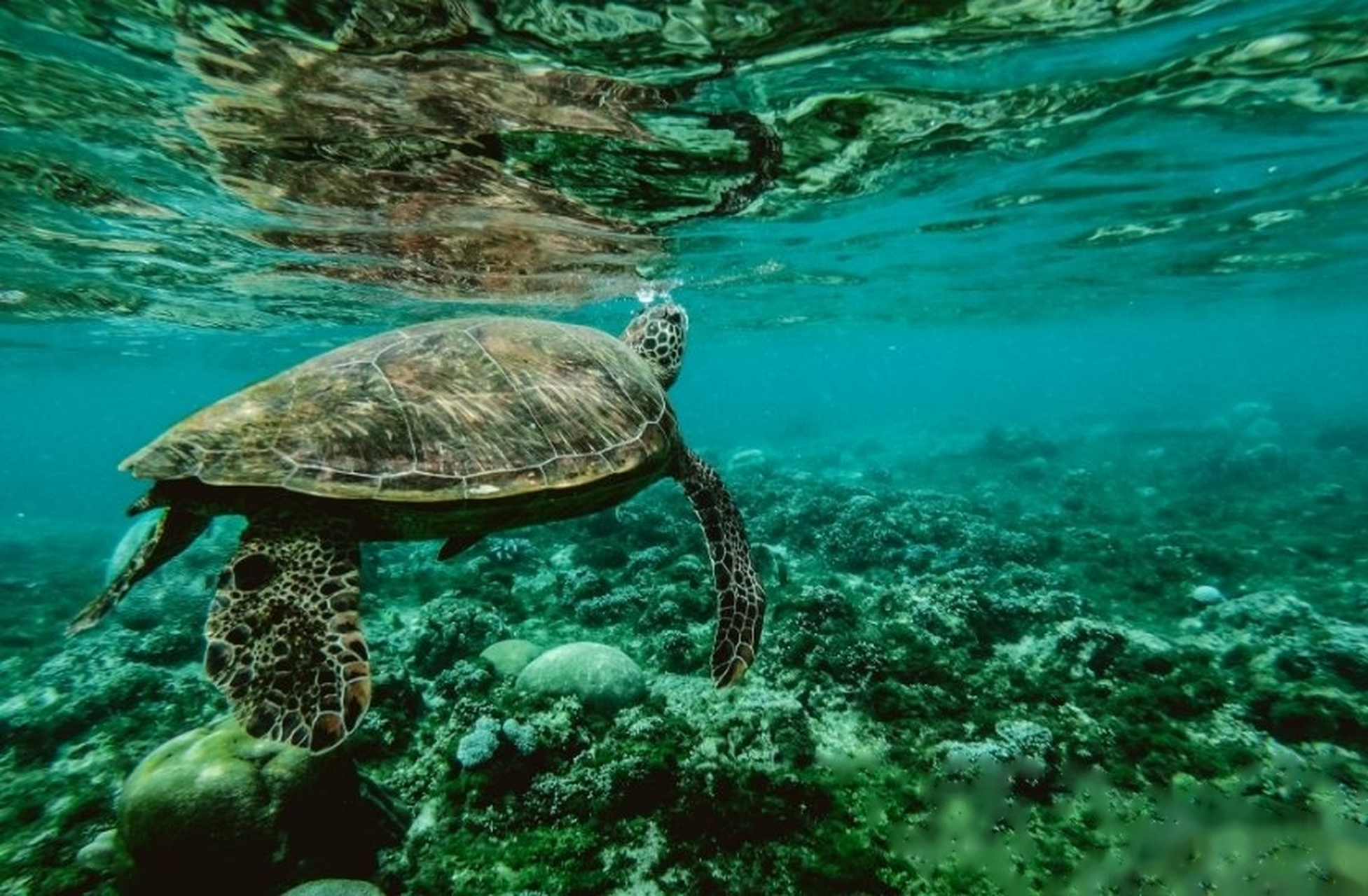 【大连圣亚:新任董事毛崴涉嫌实施操纵证券市场被证监会立案调查】