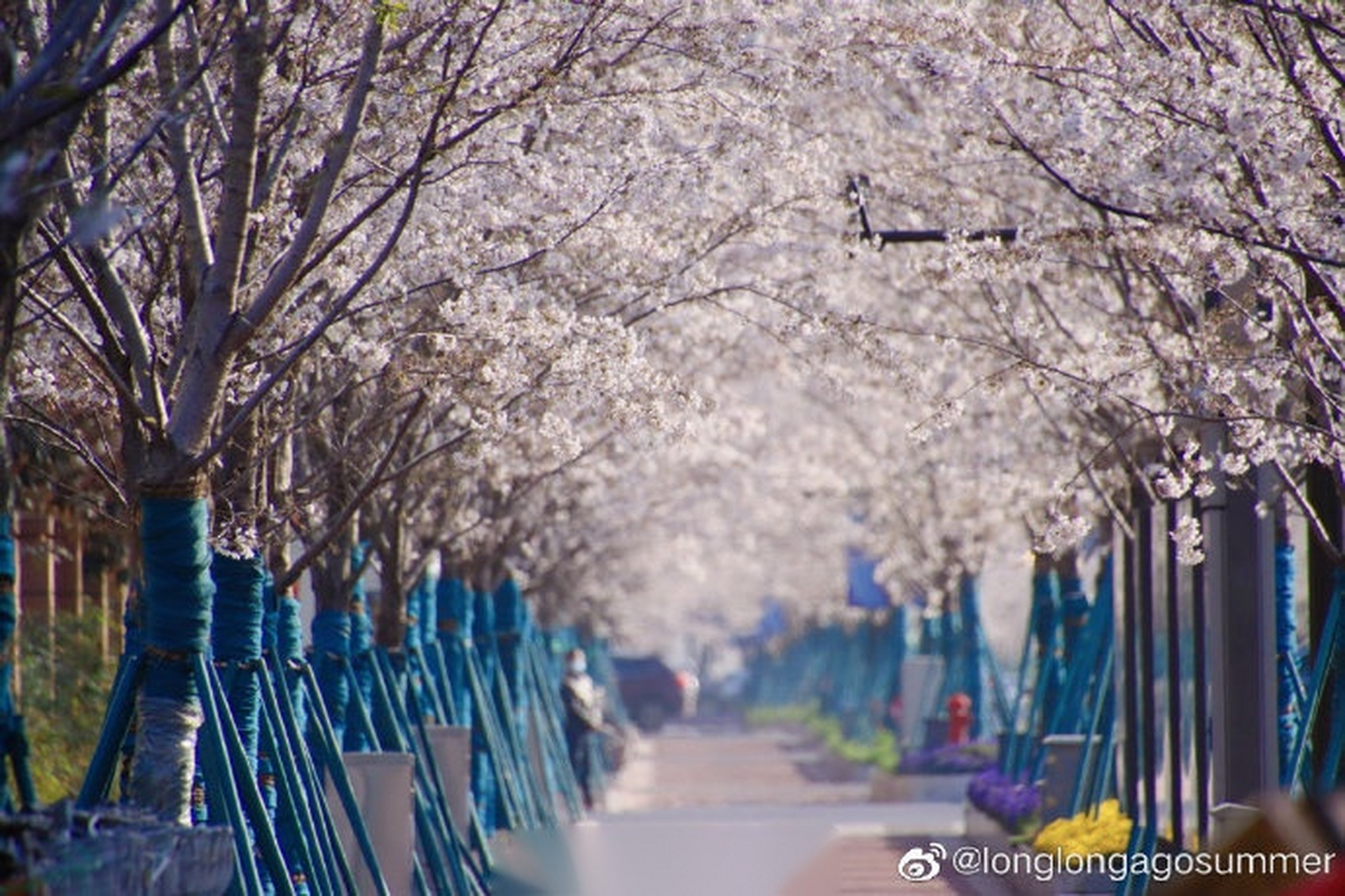 凤滁路,江北最长樱花大道!最南京,全民拍摄影:longlongagosummer