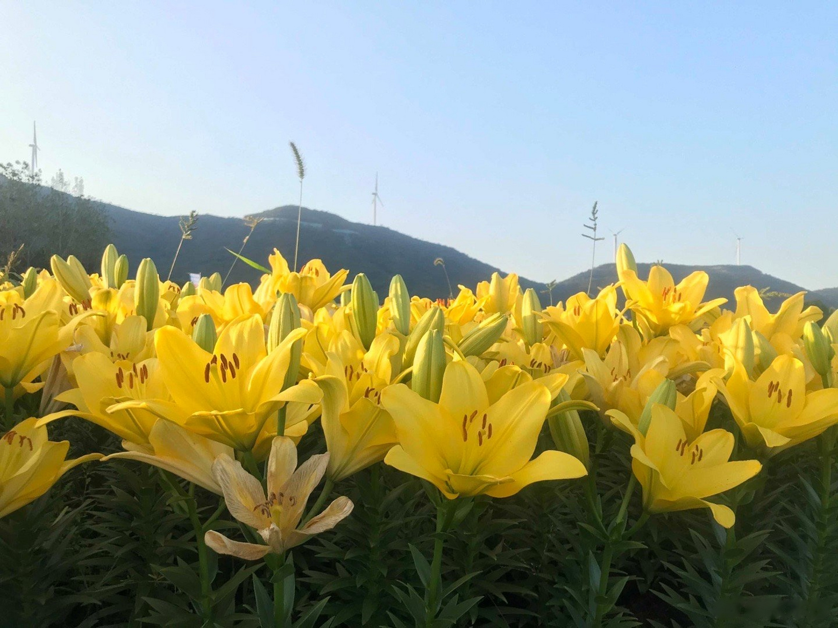 close your eyes, take a deep breath, feel the fragrance of