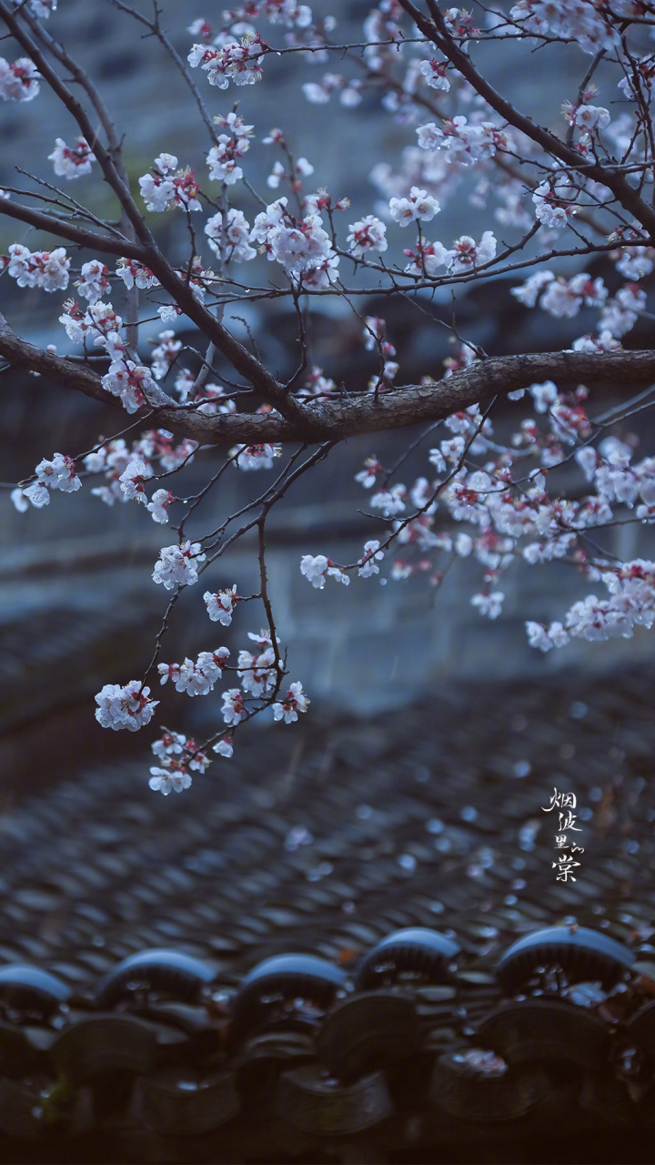 【愚园 | 赴一场江南杏花雨】 小楼一夜听春雨,深巷明朝卖杏花.