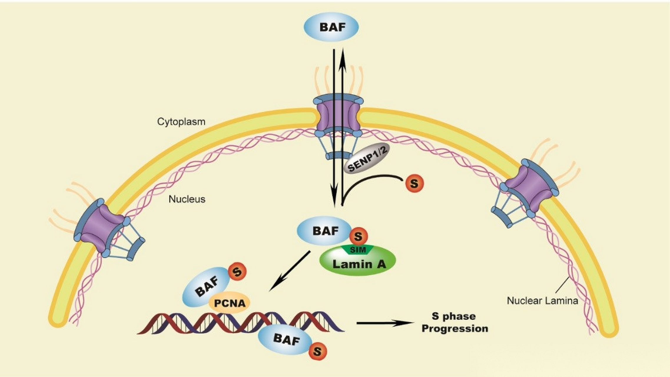 【细胞周期调控新发现!