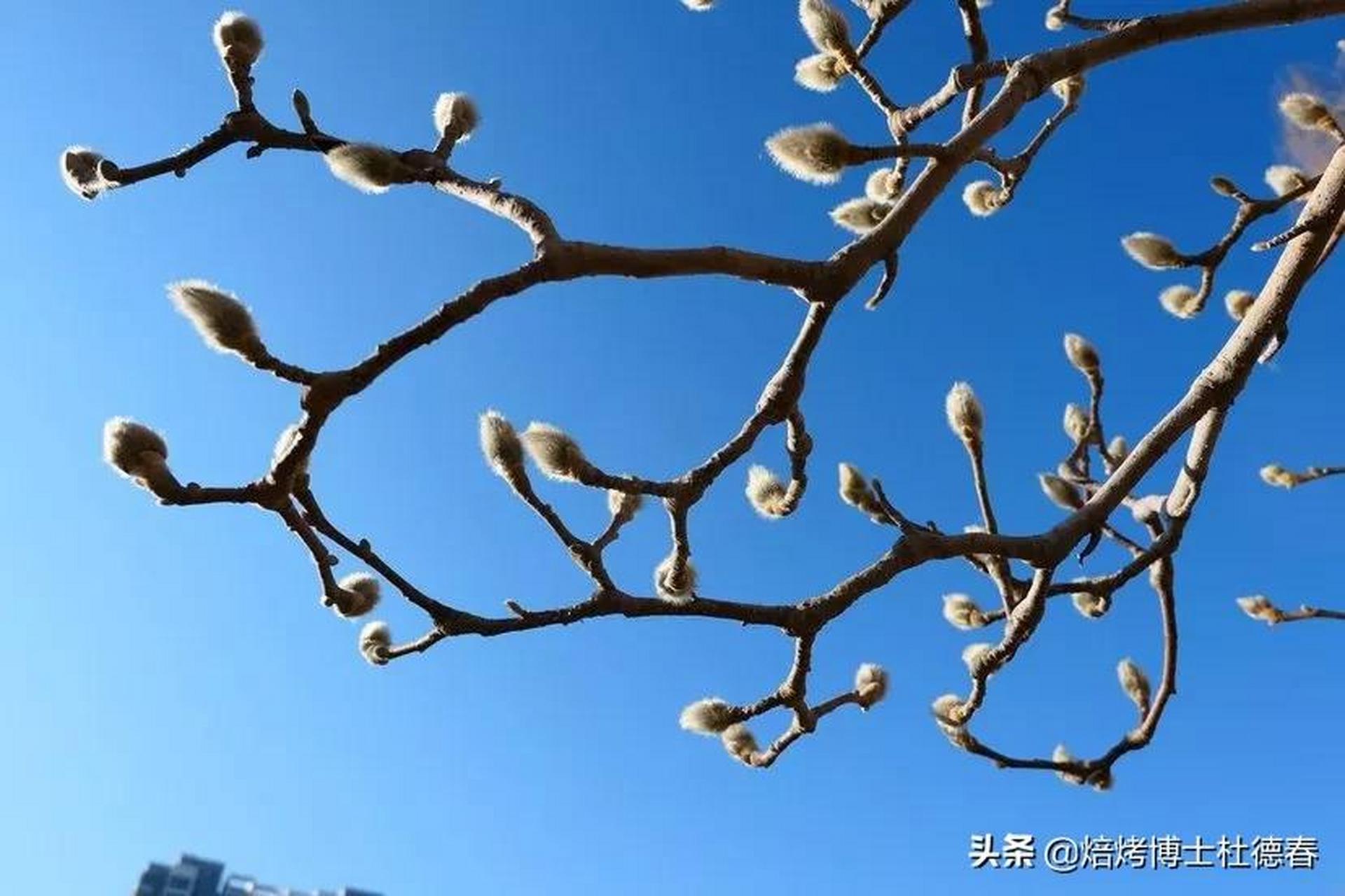 春打六九头:  一九二九不出手  三九四九冰上走  五九六九看杨柳  七
