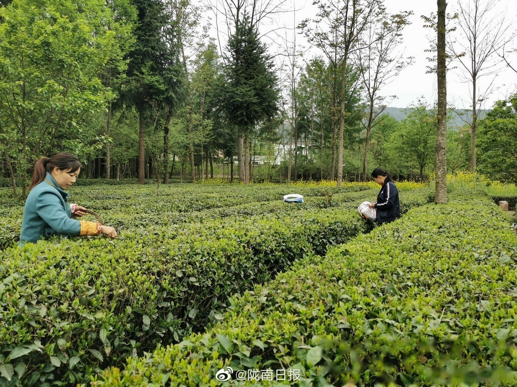 康县阳坝镇阳坝村的杜雪芹一家正在采摘春茶.