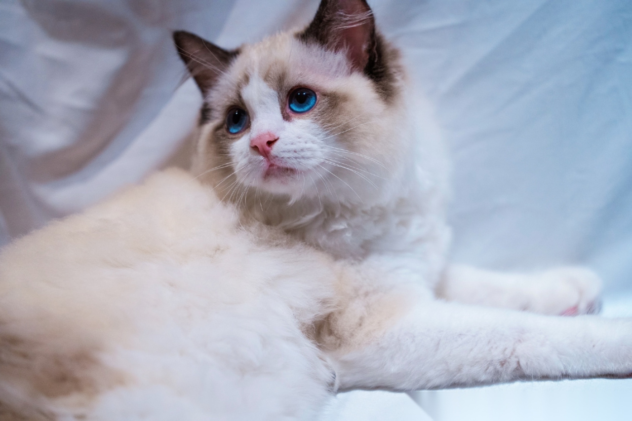 啊啊啊啊啊啊终于看到张艺兴家的猫啦!两!只!