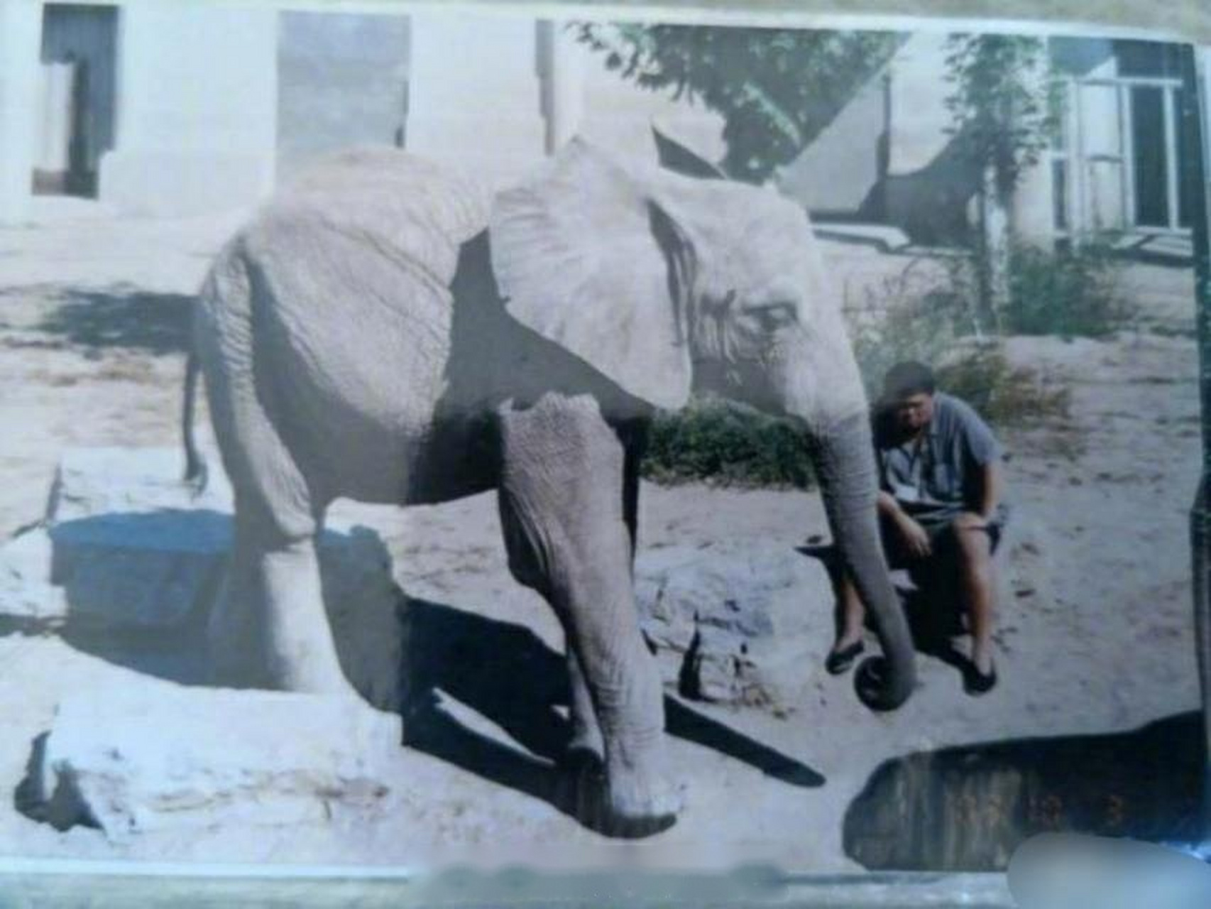 2003年,網友在北京動物園無意間拍下的一張照片,一位胖胖的飼養員在喂