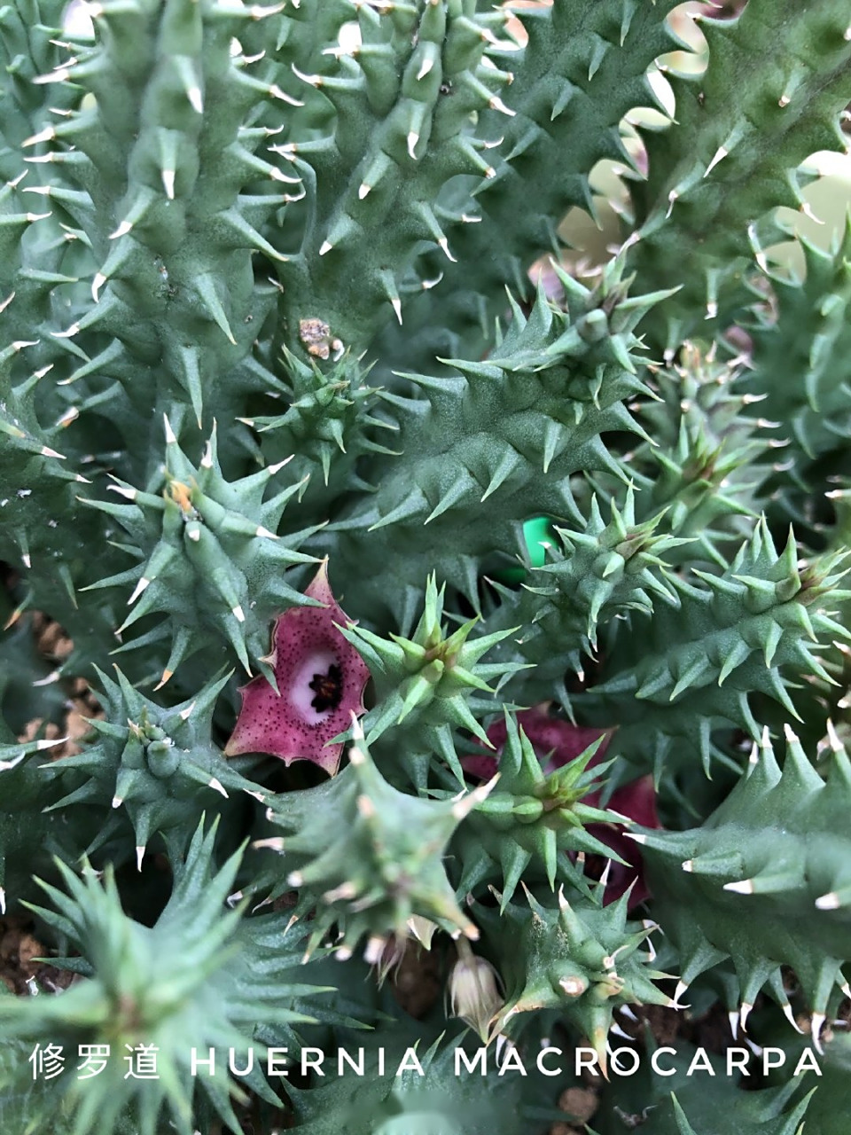 剑龙角huernia macrocarpa别名魔星花,修罗道.