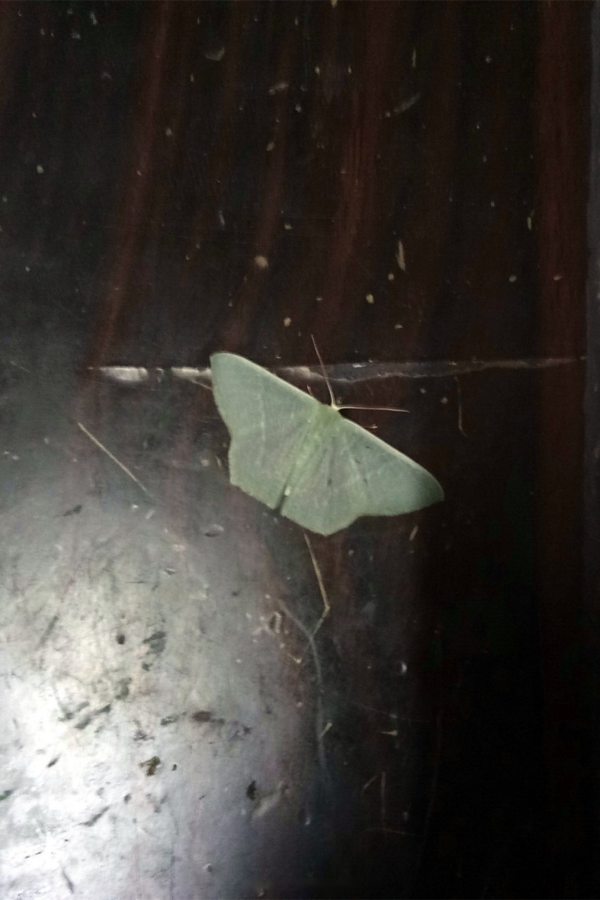 樟翠尺蛾,鳞翅目尺蛾科樟翠尺蛾属~腹部后半部以及前翅边缘灰黄色