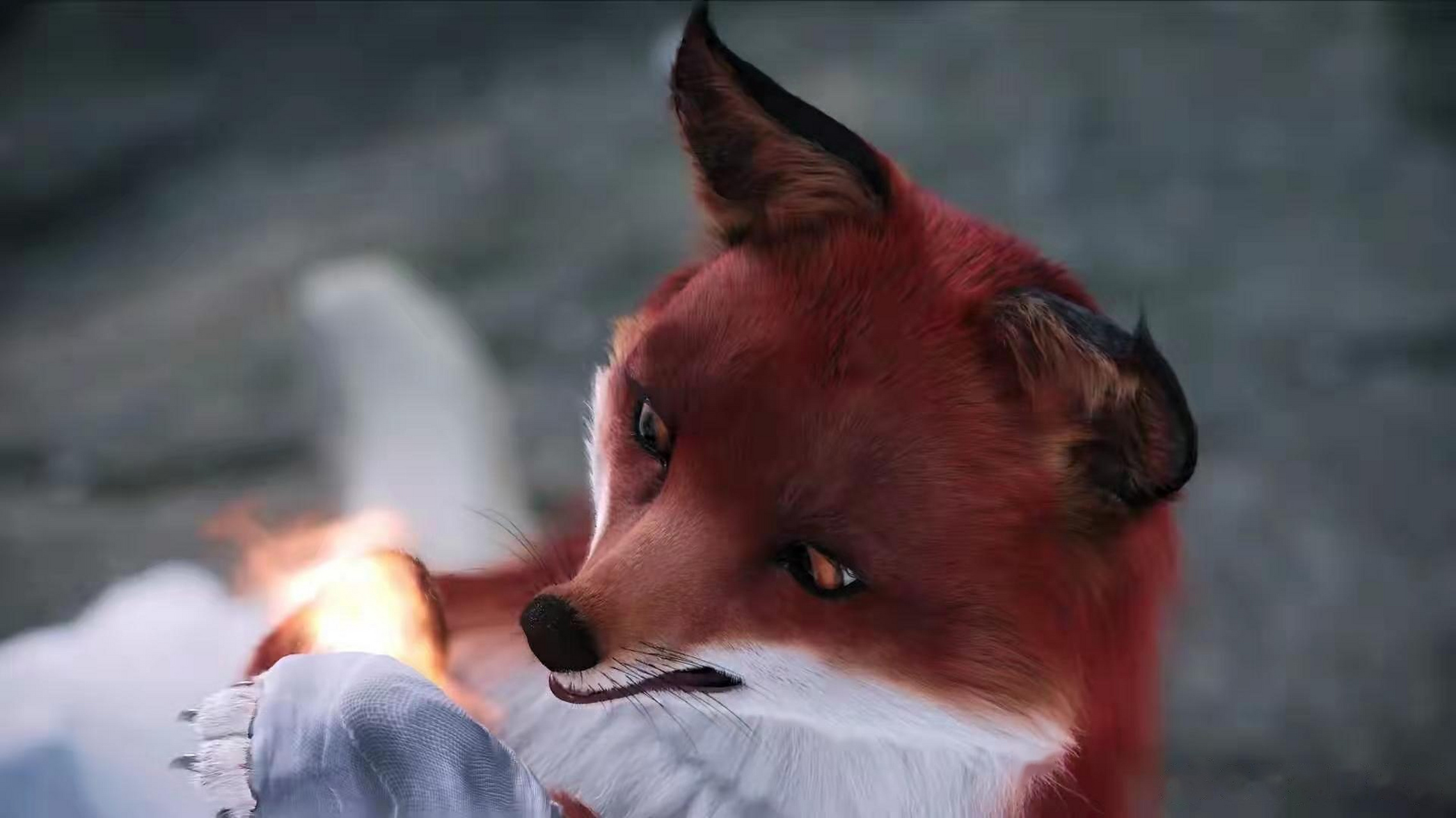 狐狸吐火球真实图片图片