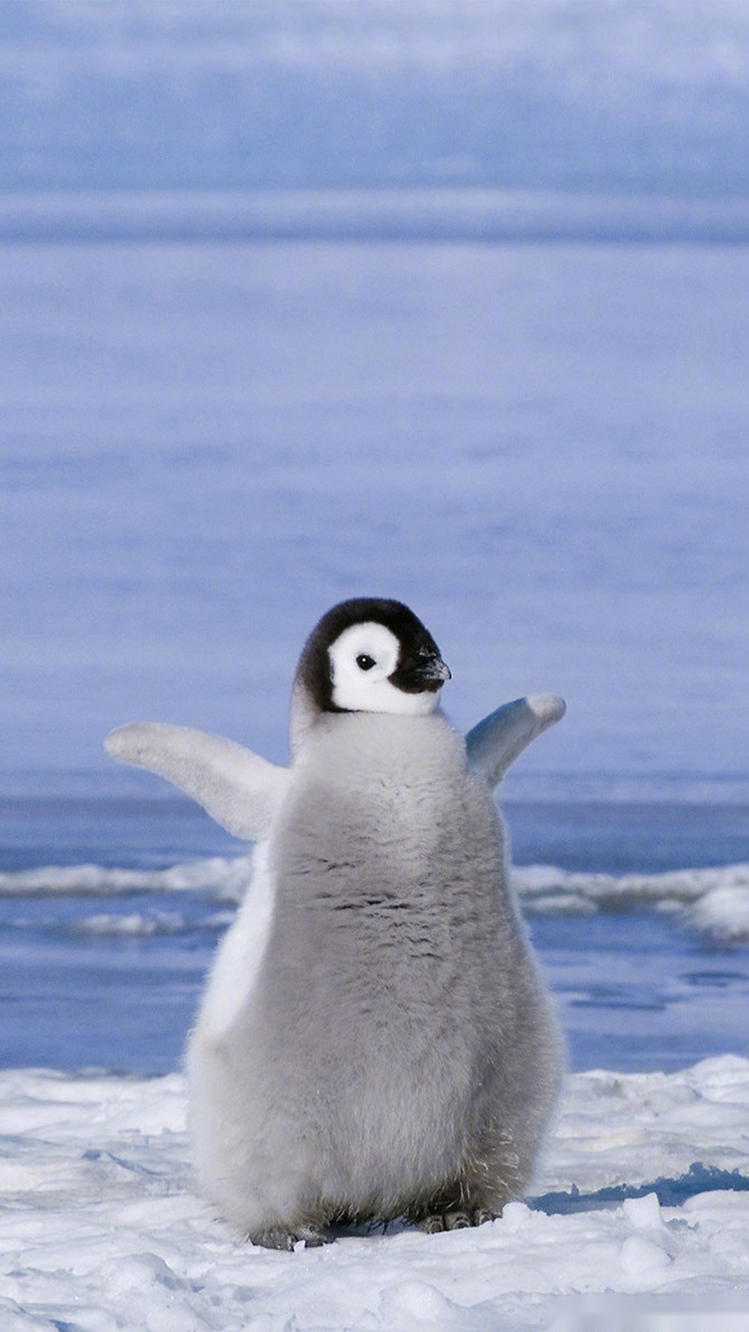 换壁纸时间到!小企鹅们也太可爱了吧,快来收藏鹅的美照