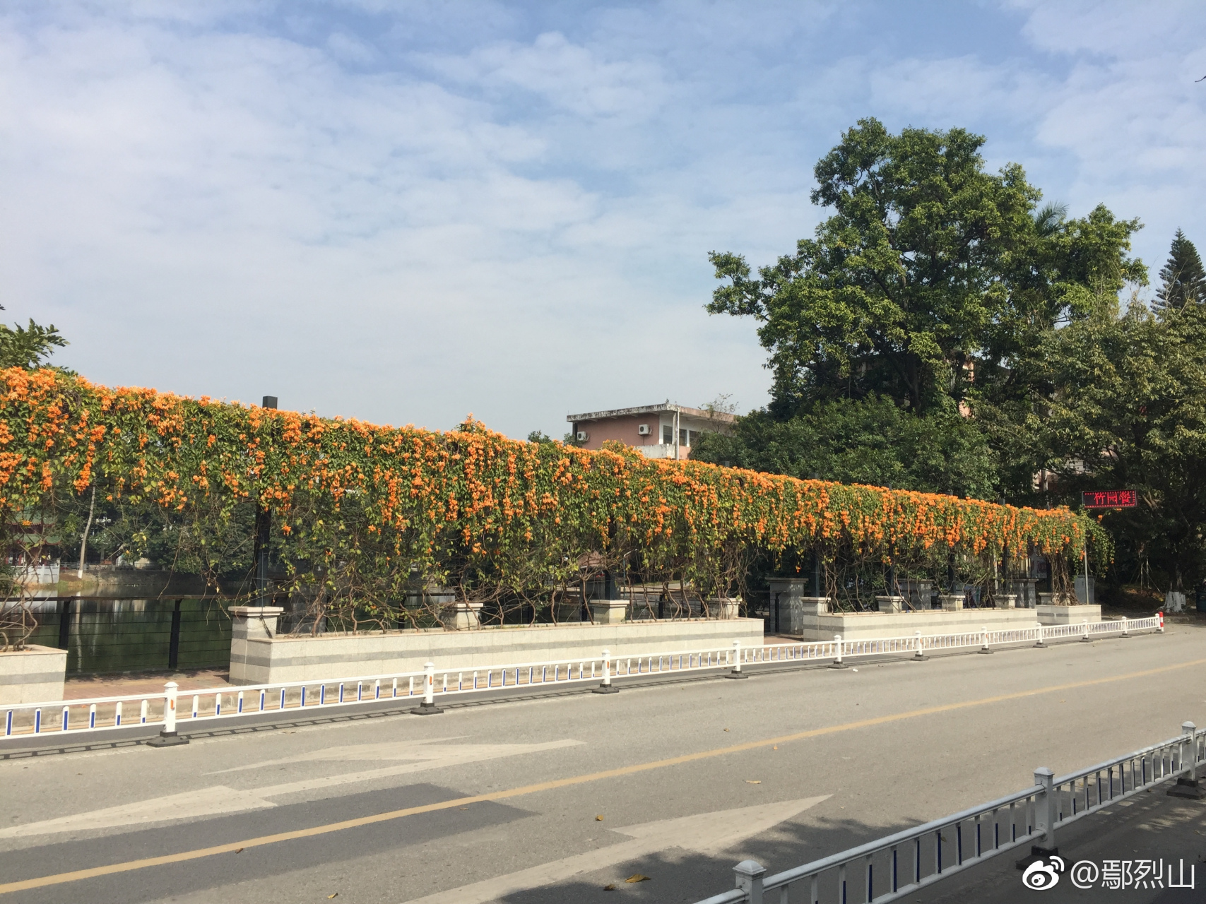 华南农大儒园盛开的红樱,树木园高大的澳大利亚相思树.