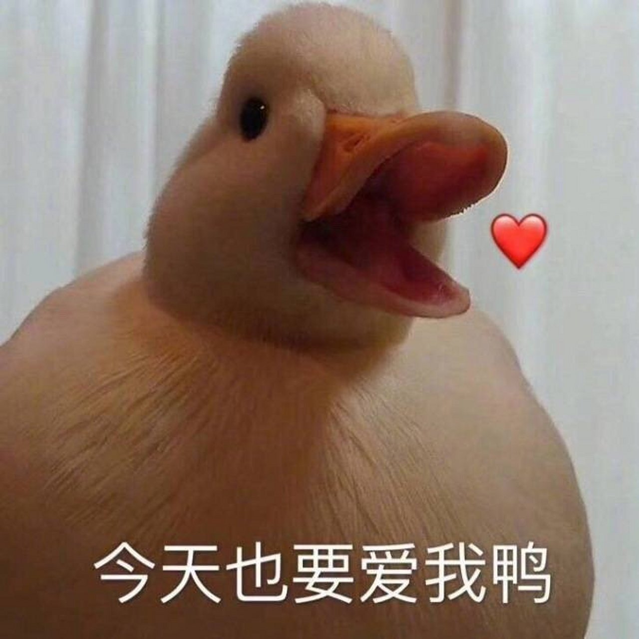 早上好鸭
