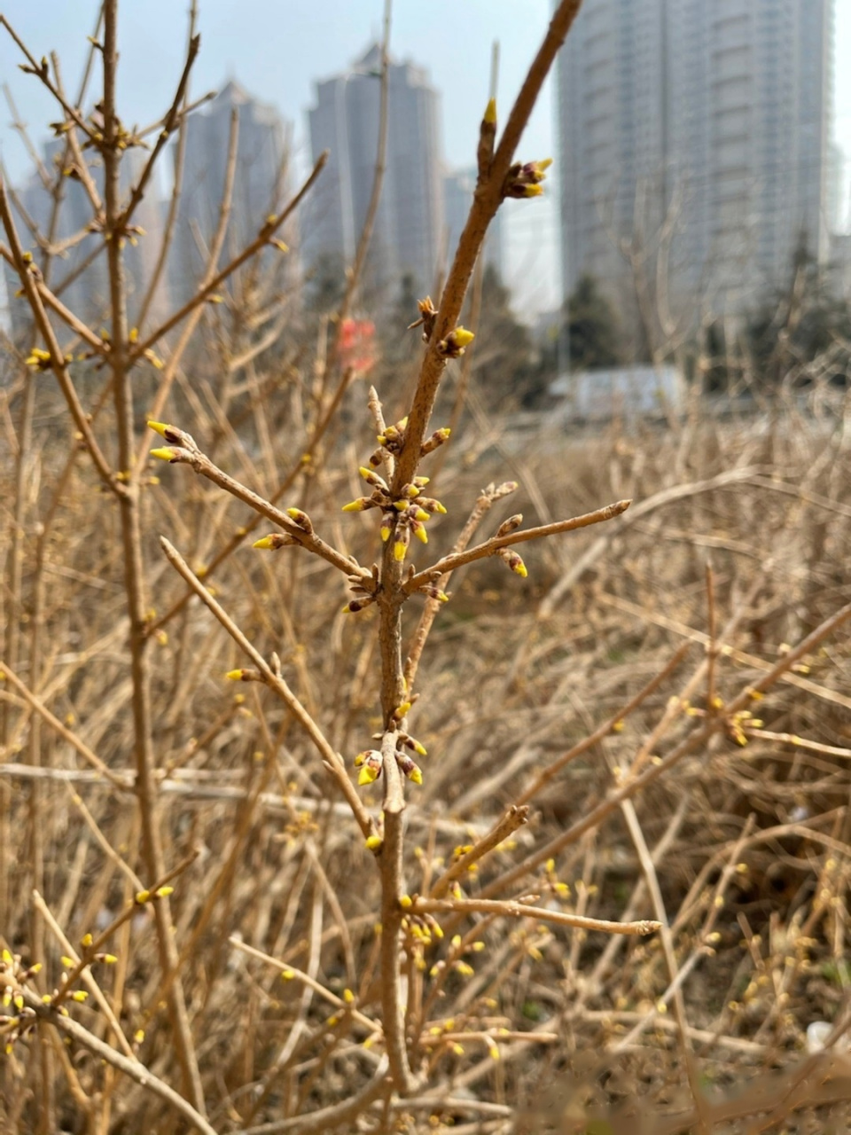 迎春花发芽的图片图片