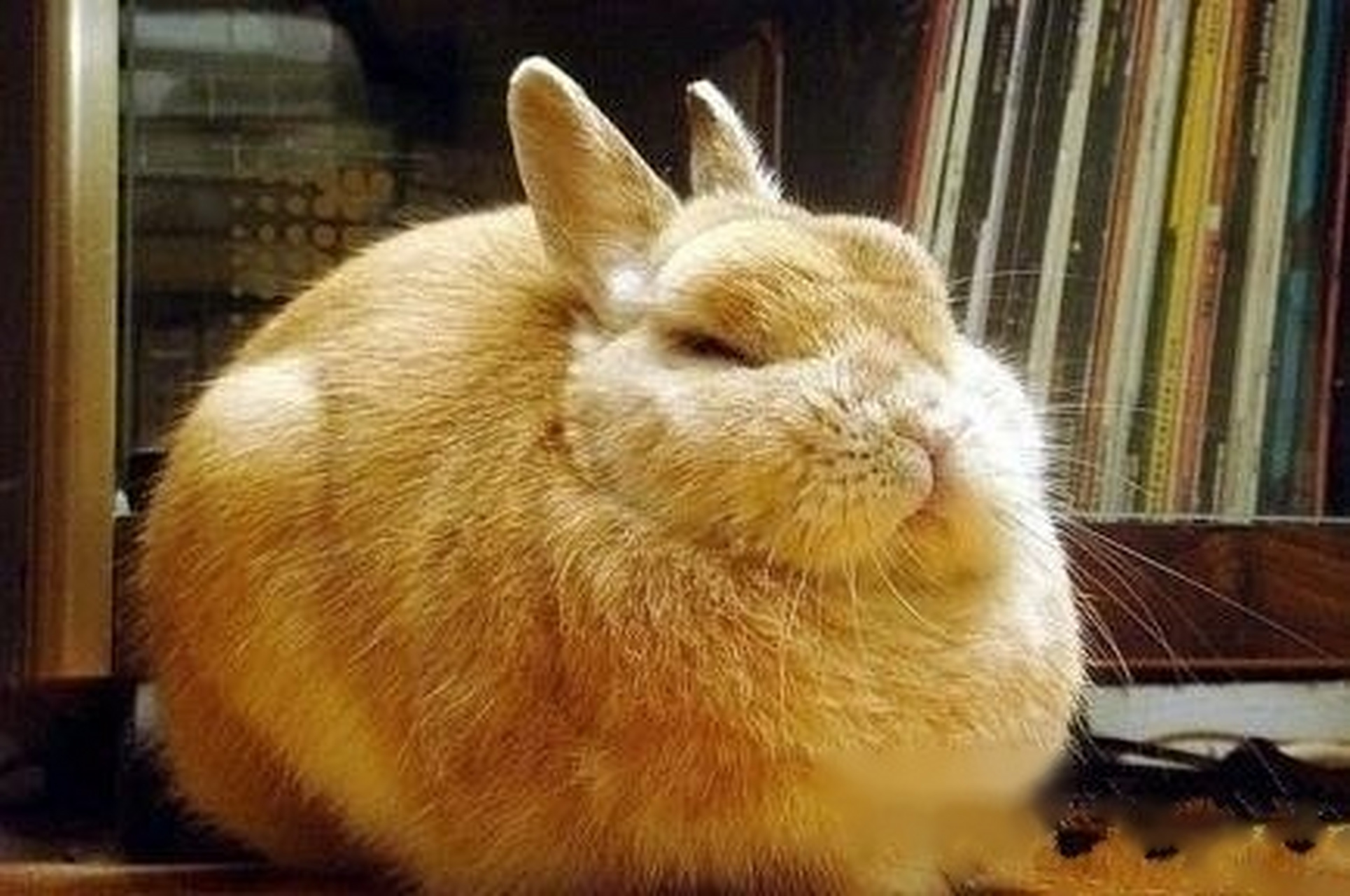 他们就是----胖纸!